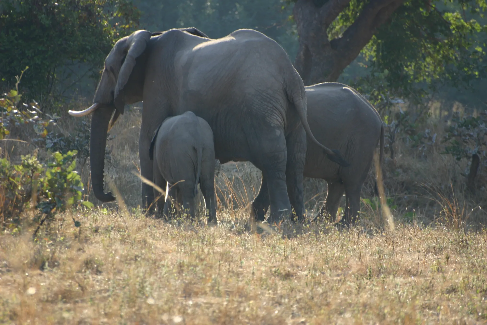 Twee jonkies van verschillende leeftijd vergezellen hun moeder op haar tocht door het bos [South Luangwa]