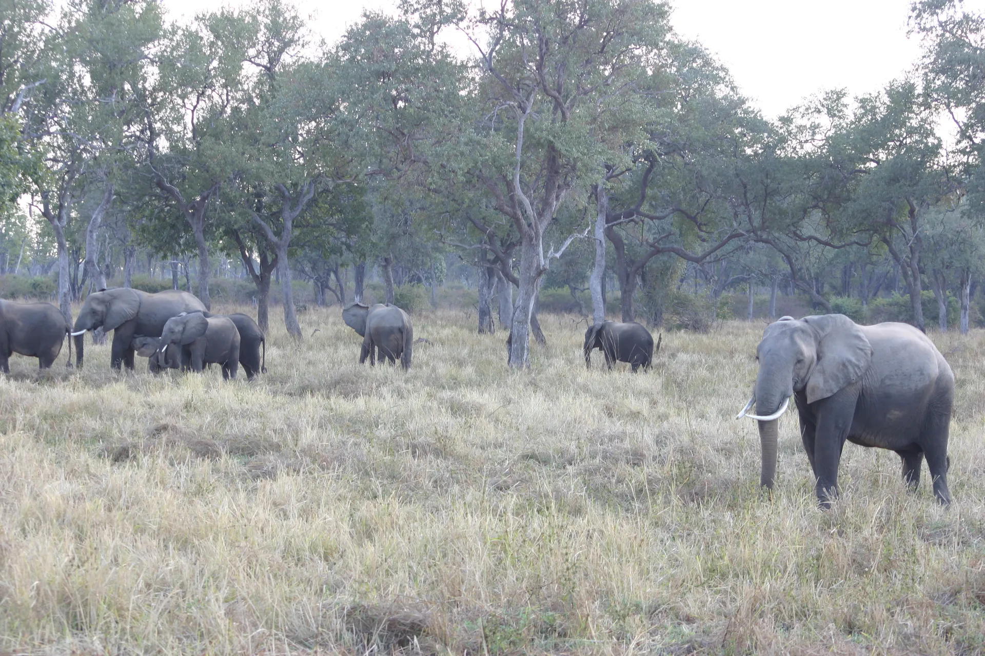 Kudde olifanten grazend in het hoge gras [South Luangwa]