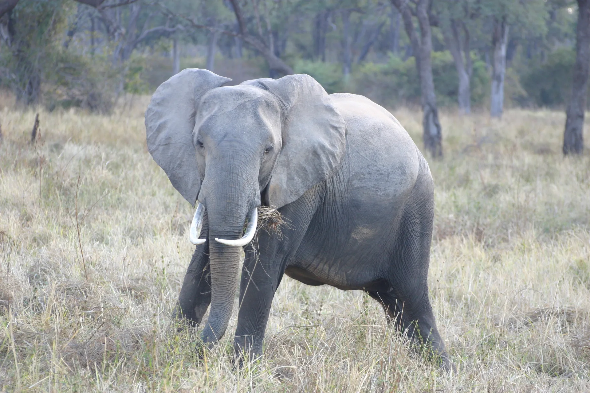 Langzaam glijdt het bundeltje gras naar binnen ... [South Luangwa]