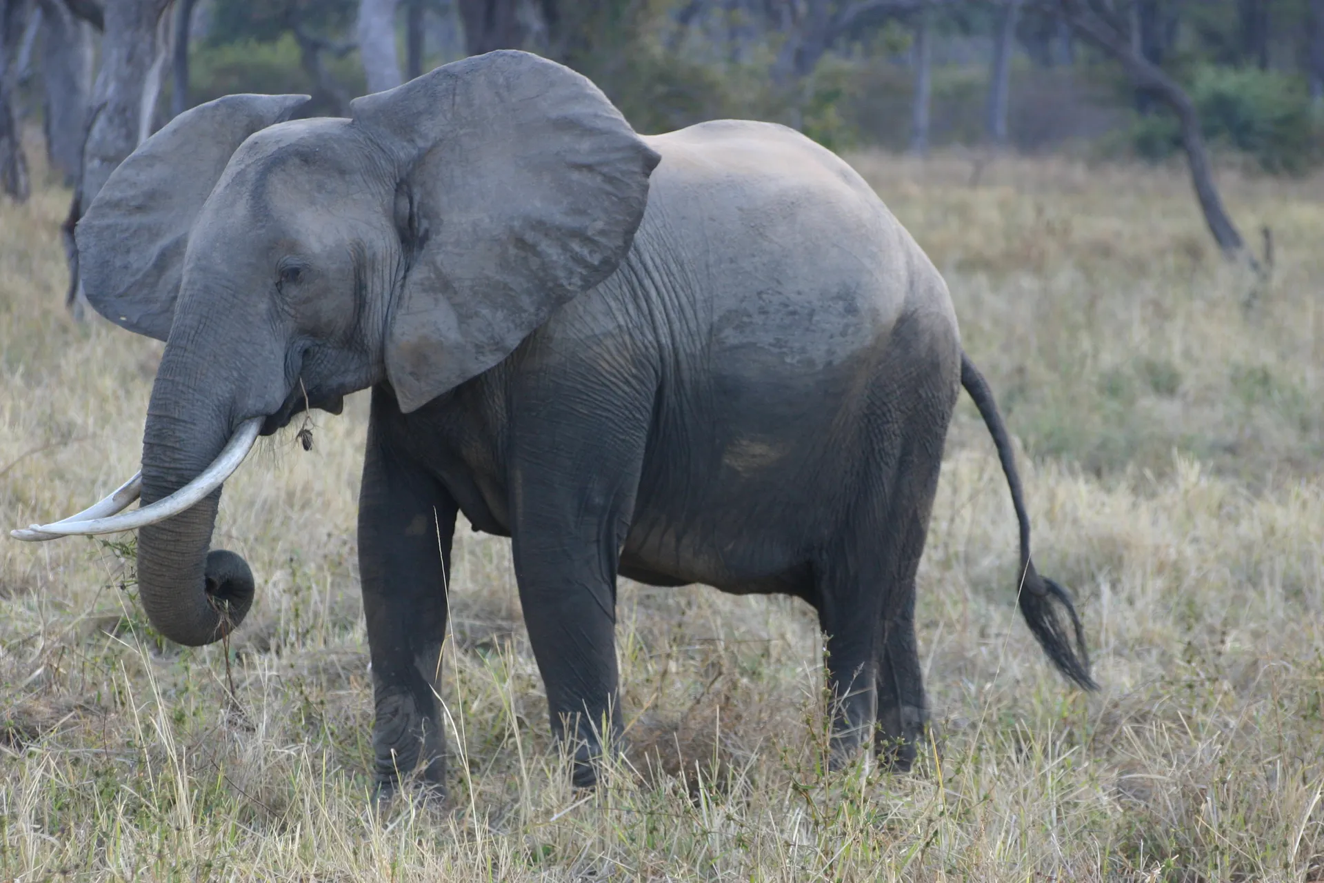 ... waarna met de slurf het volgende pakketje gras kan worden opgepakt [South Luangwa]