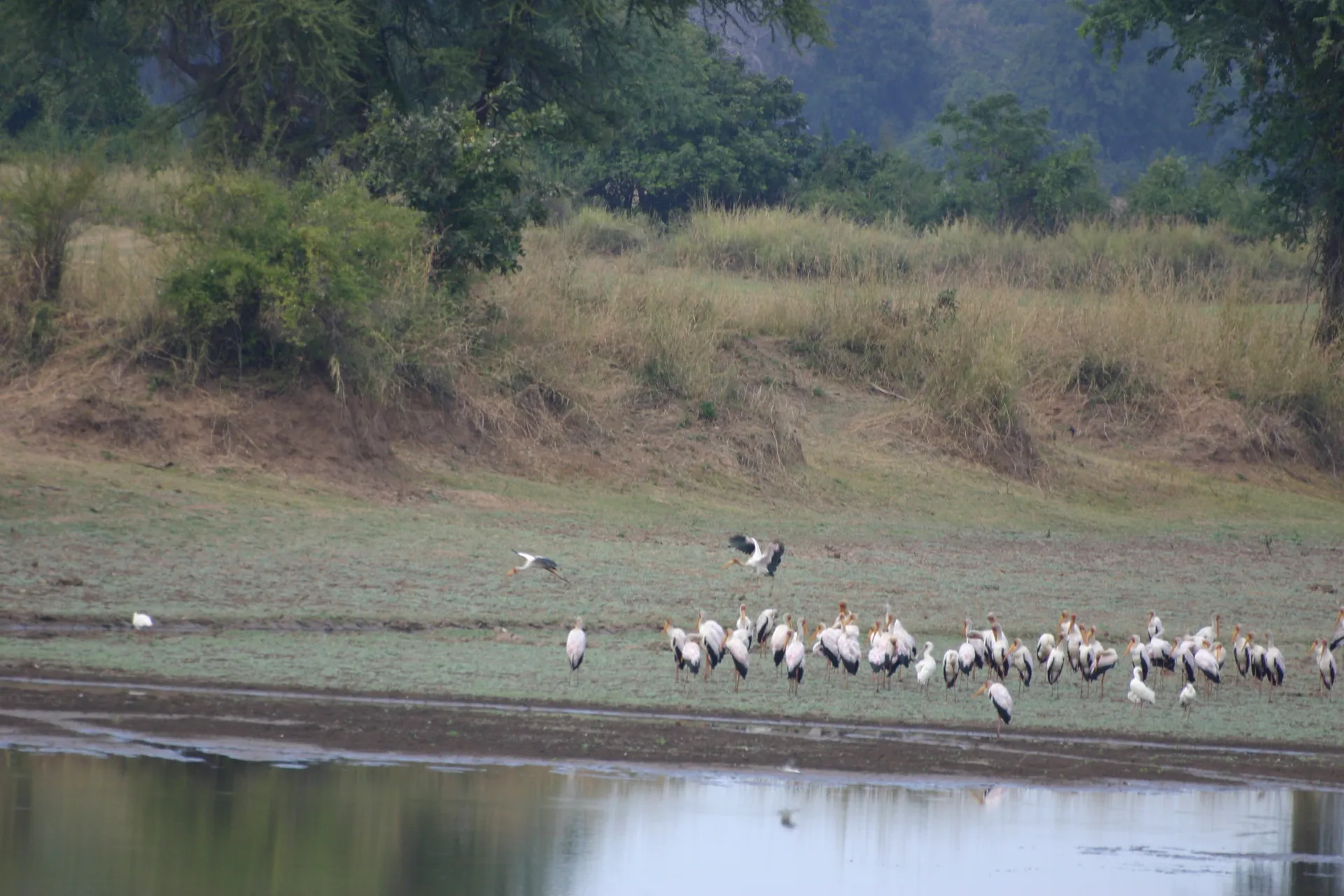 Groepje van de Afrikaanse nimmerzat aan de waterkant [South Luangwa]