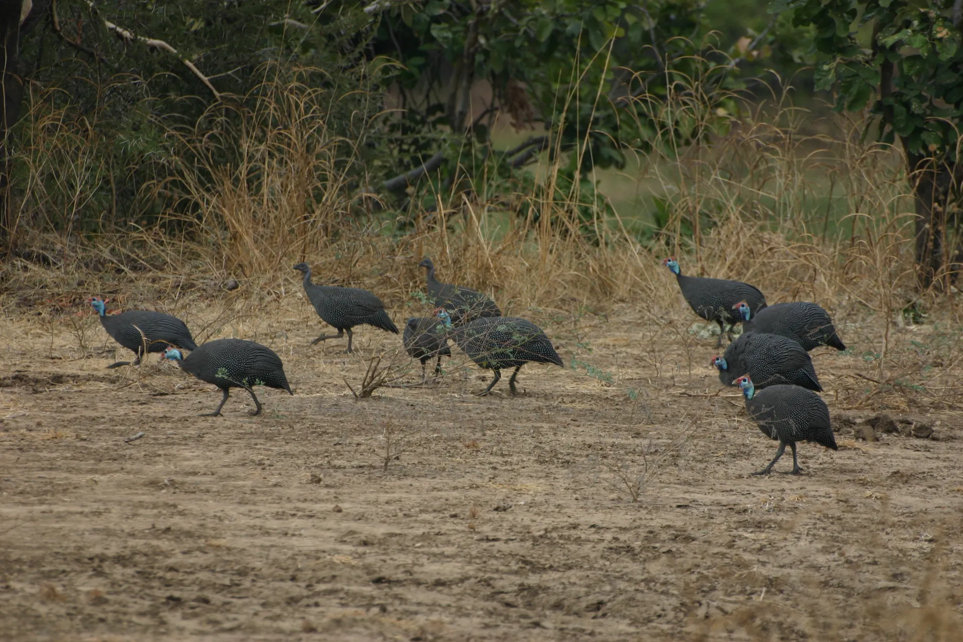 Helmparelhoen (Eng. Helmeted guineafowl, <i>Numida meleagris</i>) [South Luangwa]