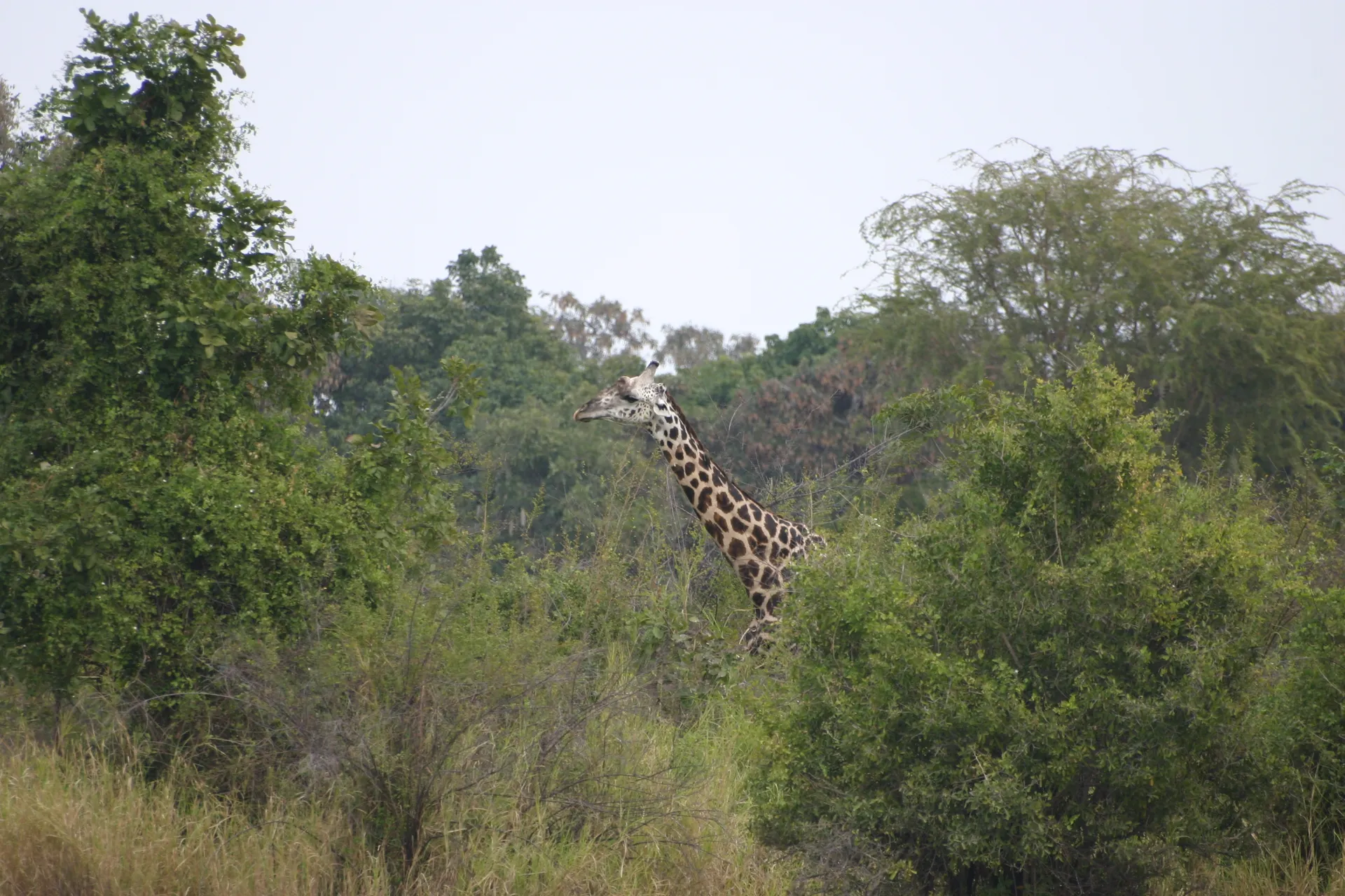 Met zijn lange nek steekt deze giraf duidelijk af tussen de bomen [South Luangwa]