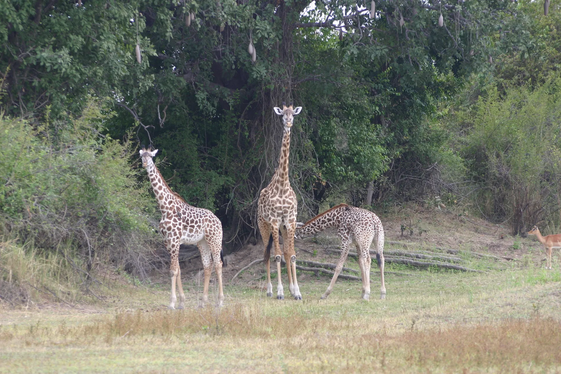 Giraf met een al flink opgegroeide tweeling als jongen [South Luangwa]