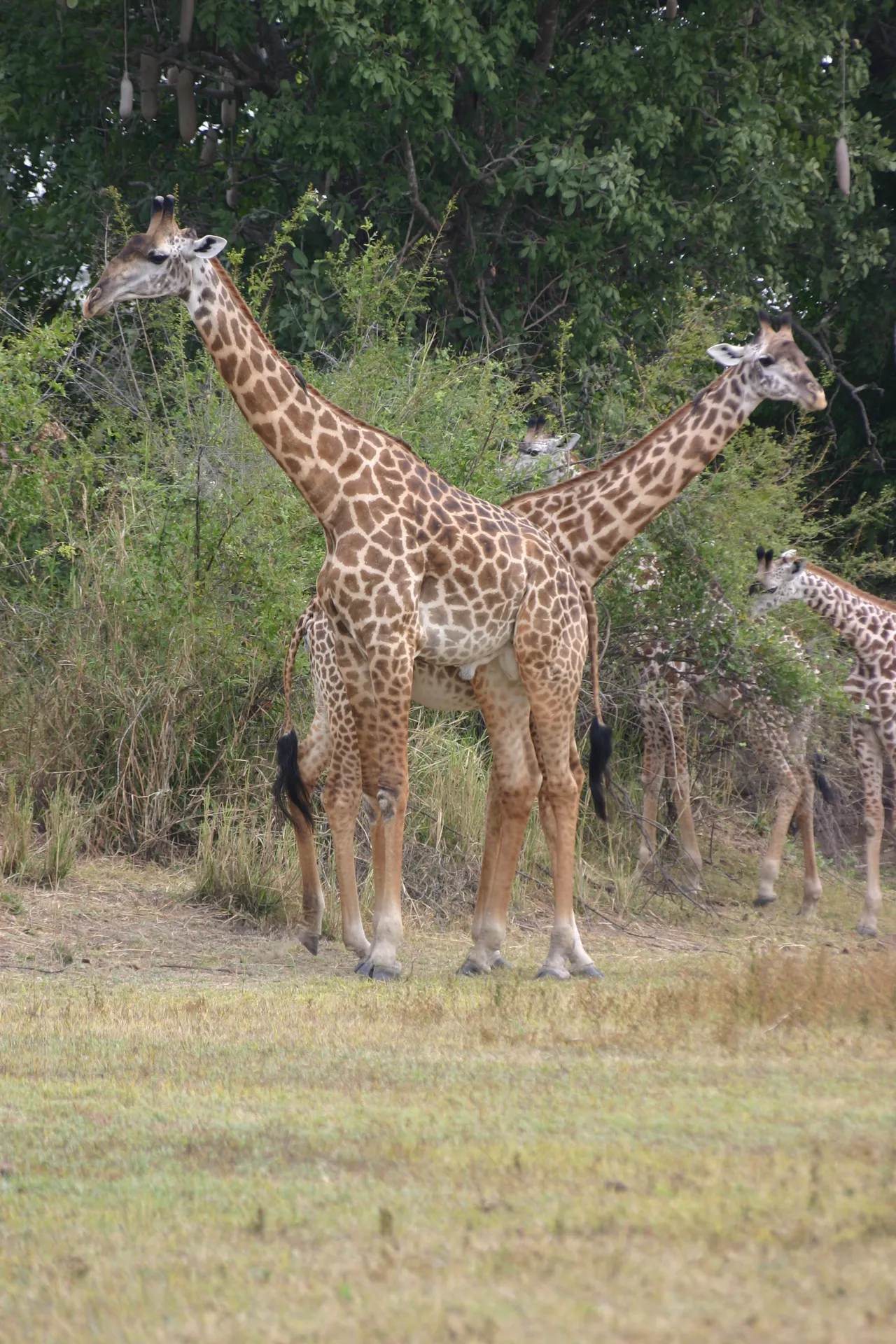 Twee koppen, maar zijn er wel acht poten? [South Luangwa]