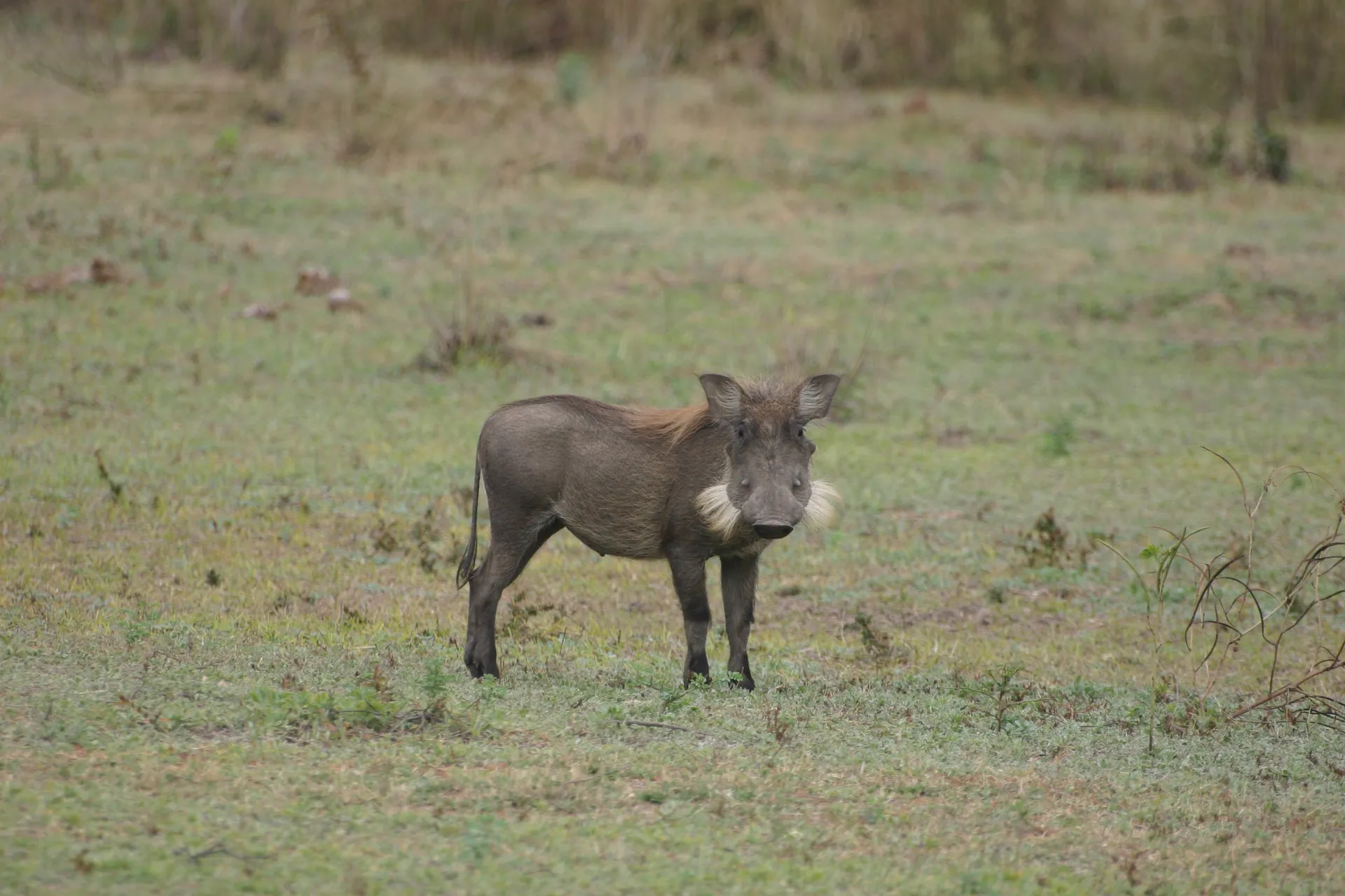 Wrattenzwijn met witte bakkebaarden aan de snuit [South Luangwa]