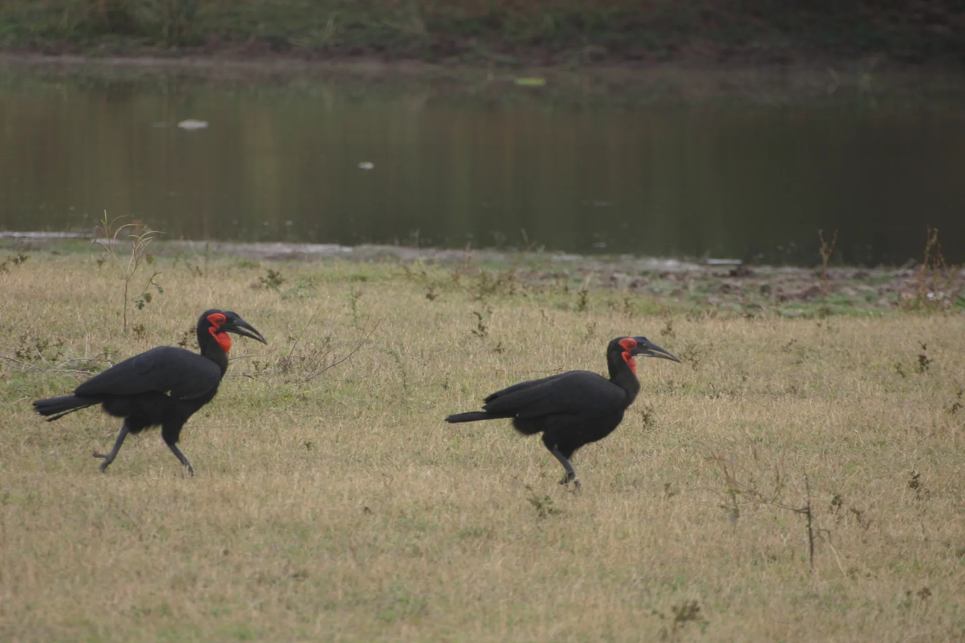 Zuidelijke hoornraaf (Eng. Southern ground-hornbill, <i>Bucorvus leadbeateri</i>) [South Luangwa]