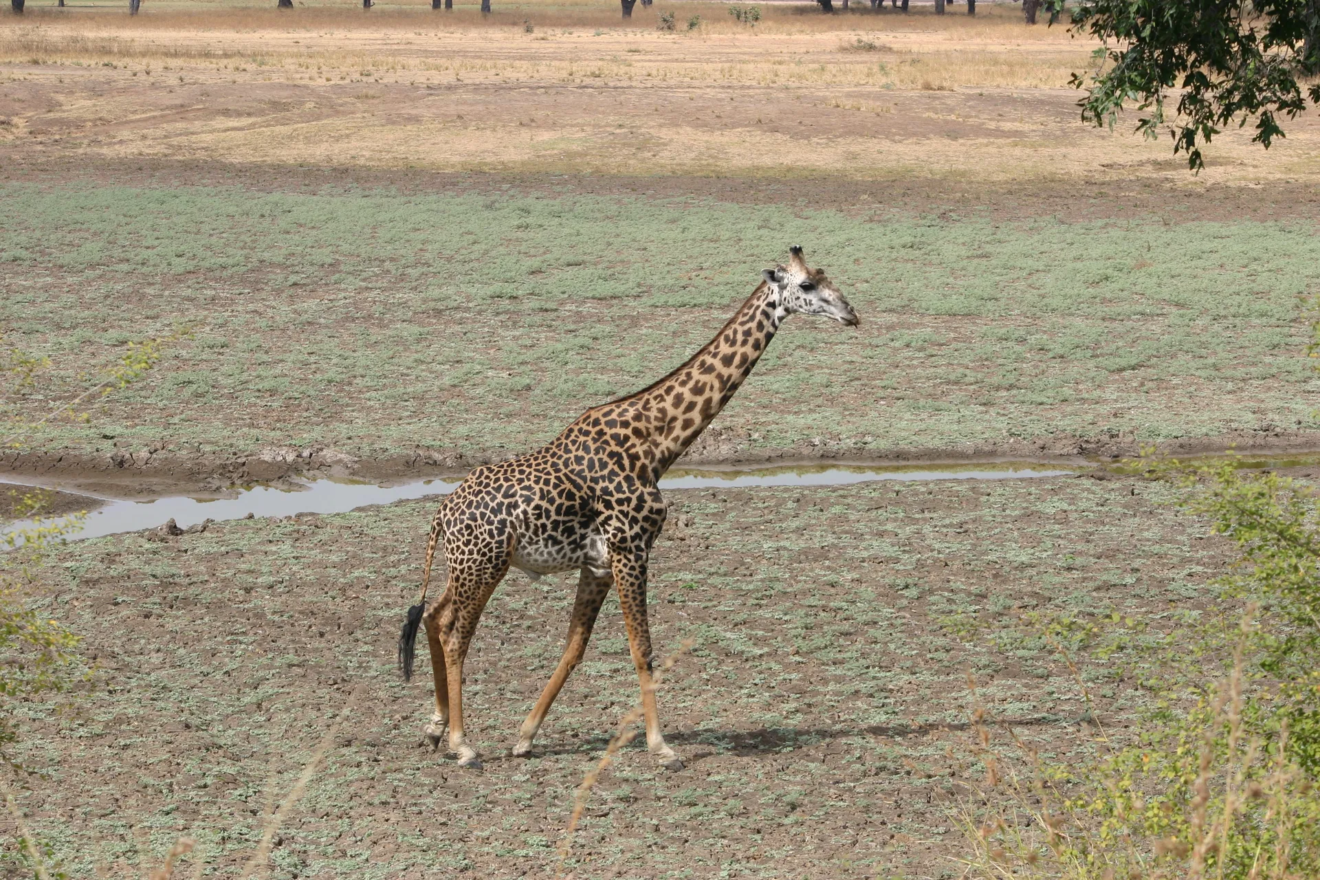 Giraf op een open stuk van het park [South Luangwa]