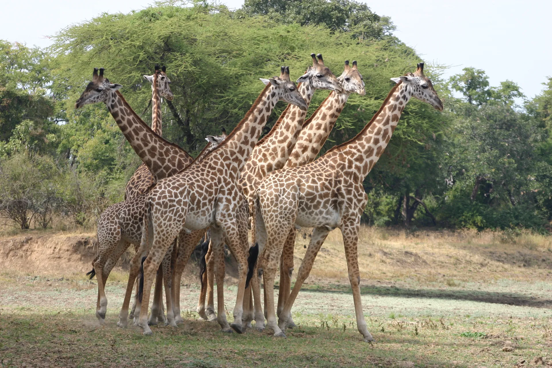 Tel zelf het aantal koppen en het aantal poten … [South Luangwa, Zambia]
