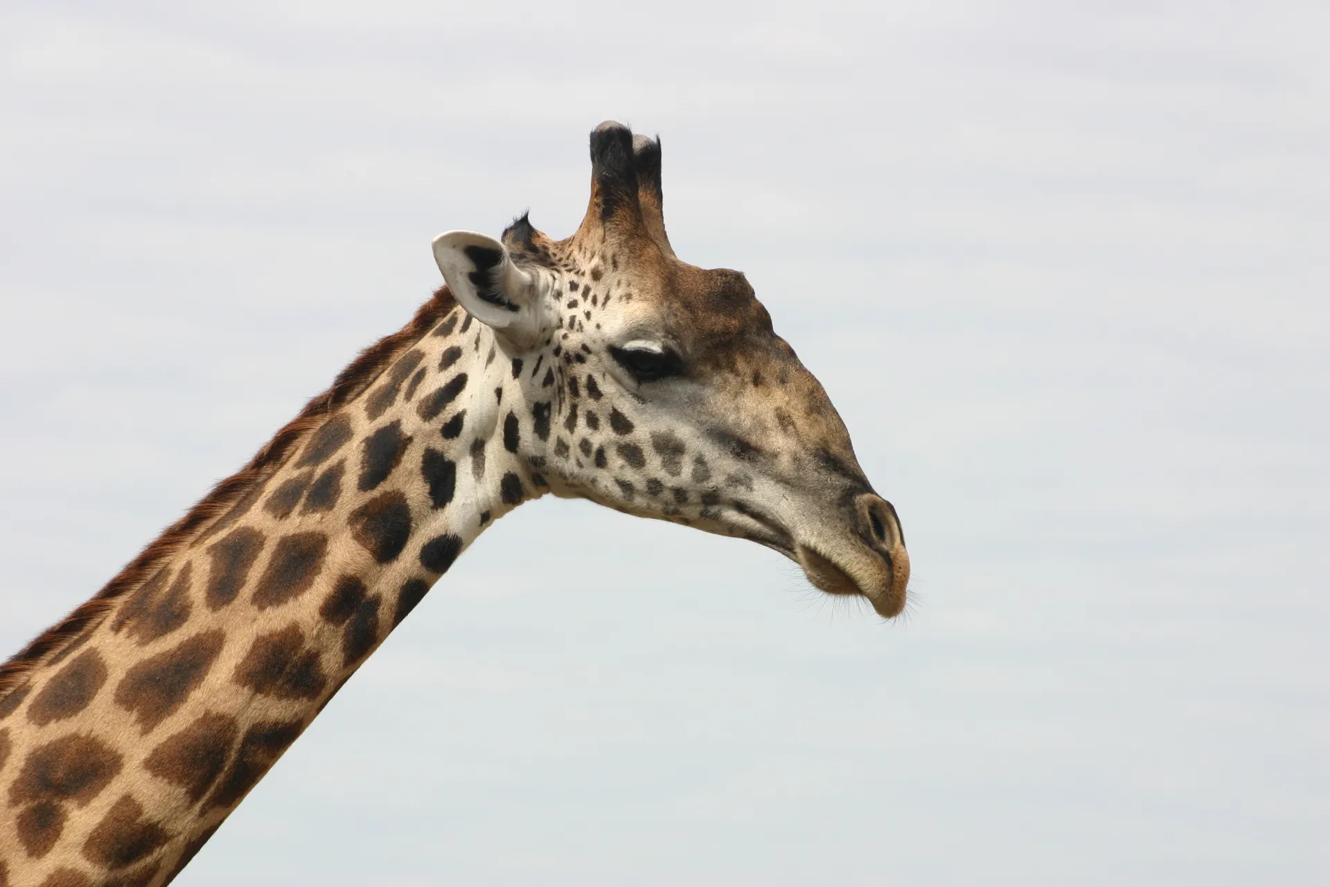 Kop van een giraf, aan de kale top van de horentjes te zien een mannetje [South Luangwa]