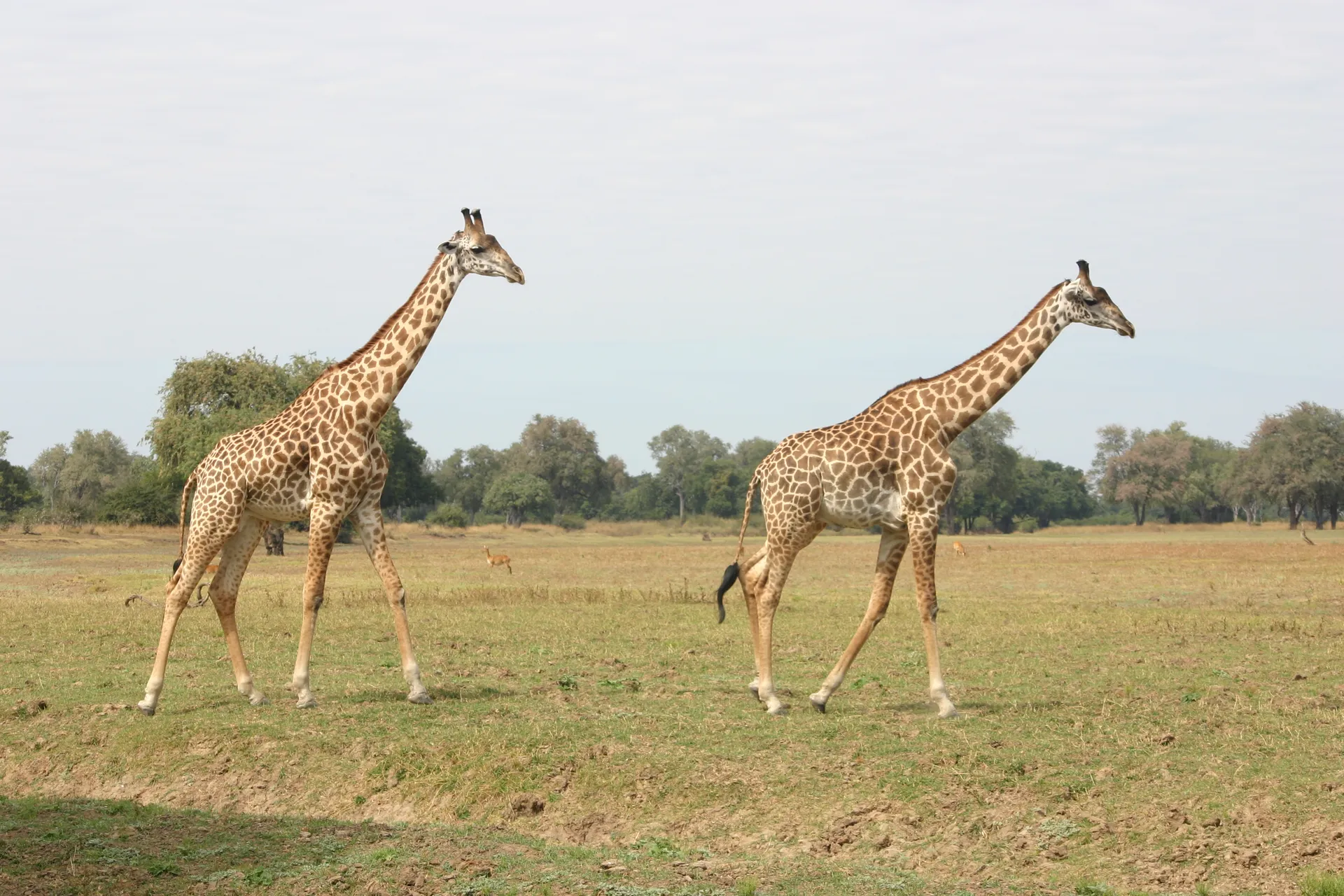 Giraffen aan de wandel [South Luangwa, Zambia]