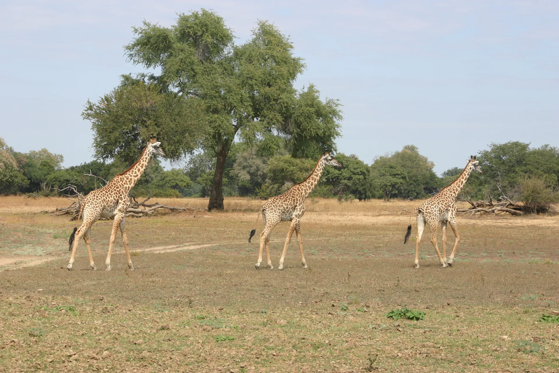 Keurig op een rij lopen de giraffen verder [South Luangwa]