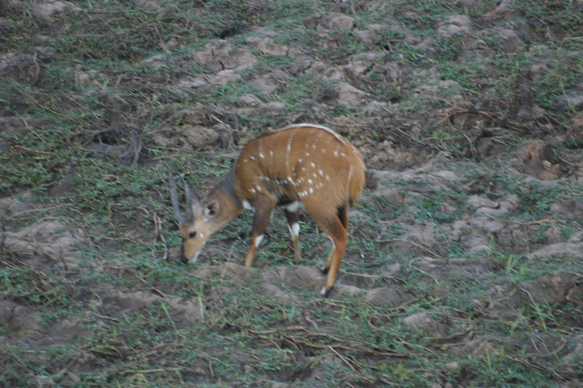 Bosbok, herkenbaar aan de witte stippen en strepen [South Luangwa]