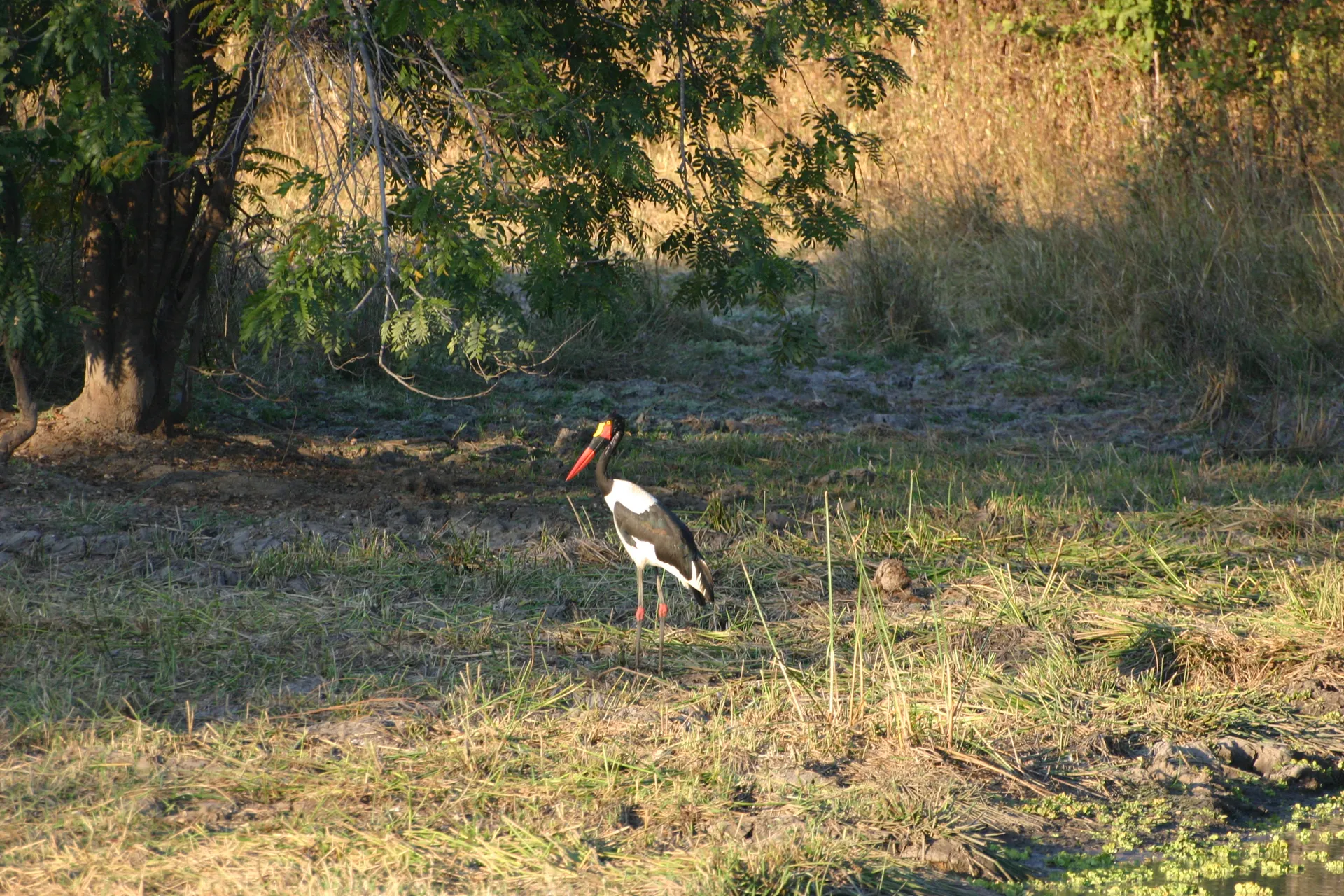 Zadelbekooievaar (Eng. Saddle-billed stork, <i>Ephippiorhynchus senegalensis</i>) [South Luangwa]