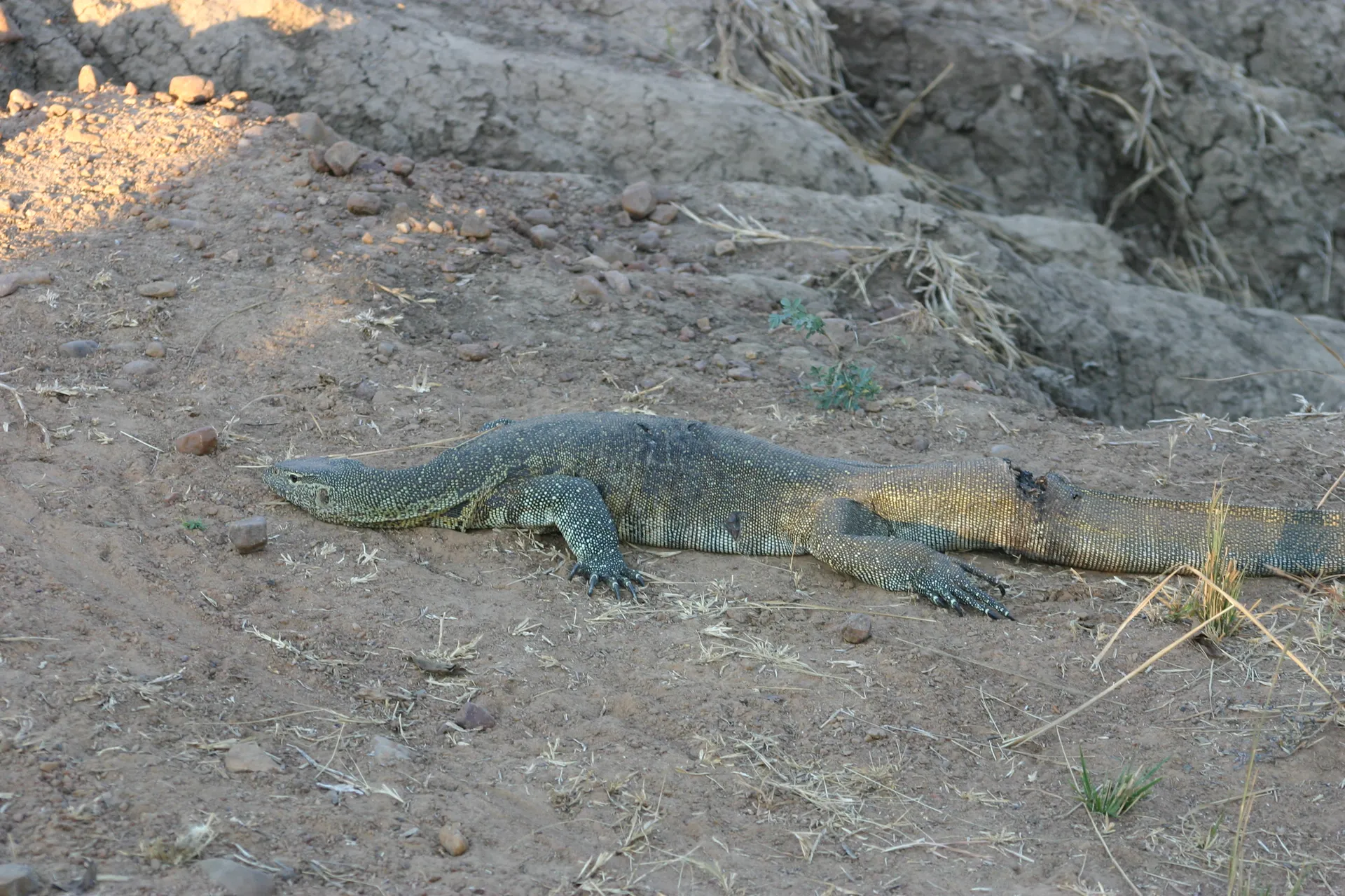 Nijlvaraan (<i>Varanus niloticus</i>) met verwonding aan de staart [South Luangwa]