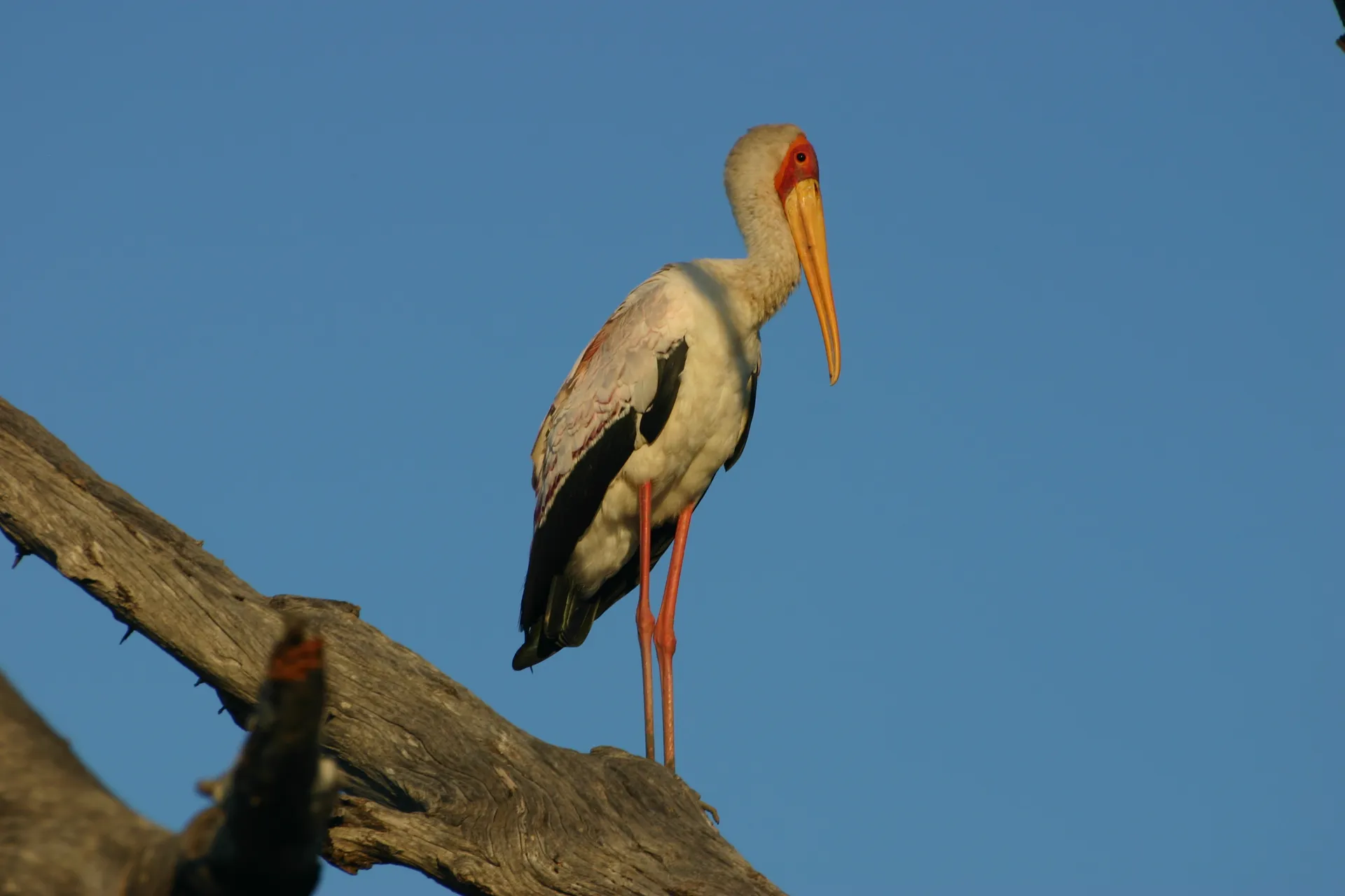 Afrikaanse nimmerzat (Eng. Yellow-billed stork, <i>Mycteria ibis</i>) [South Luangwa]