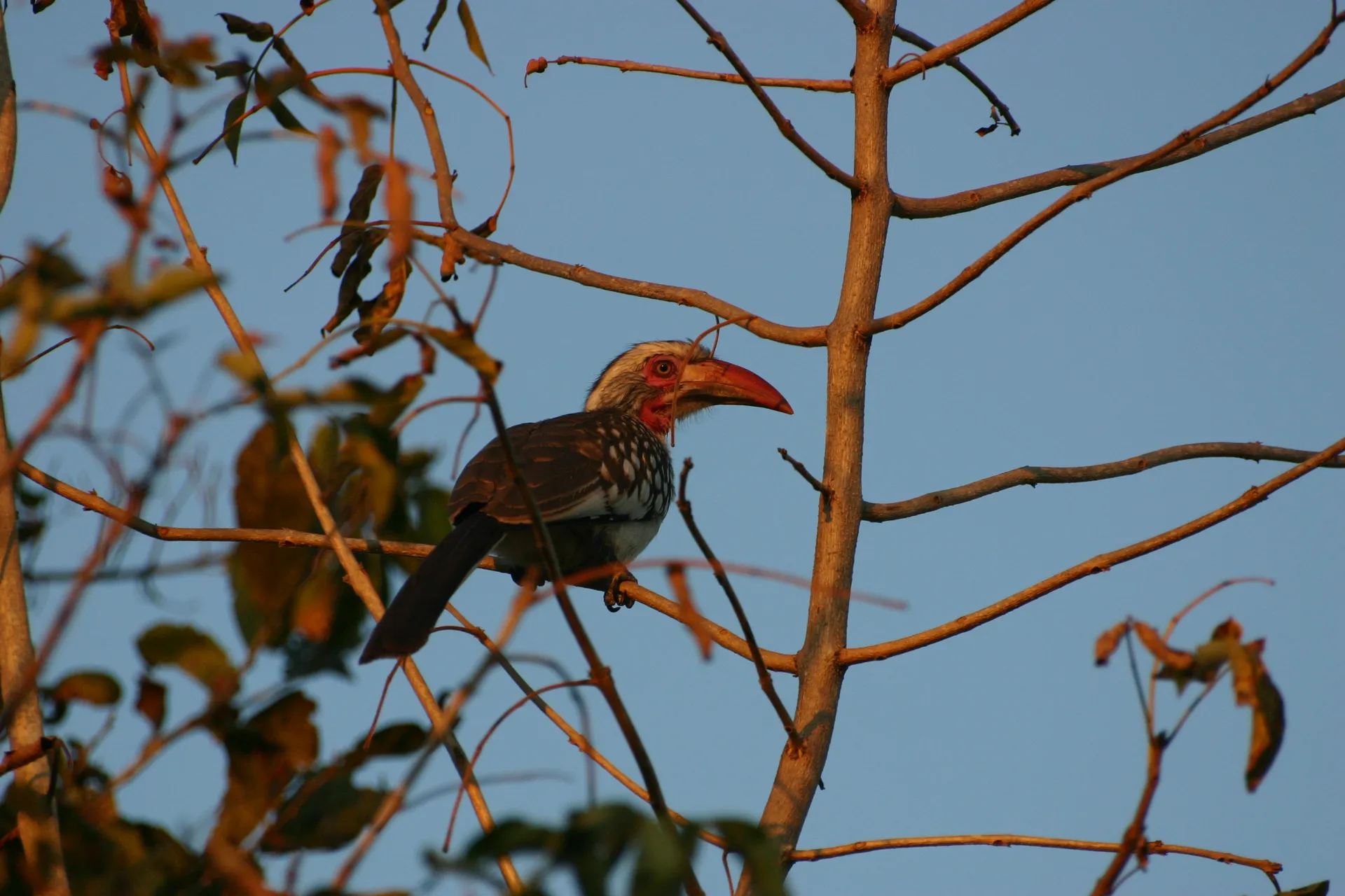 Roodsnavel neushoornvogel (Tockus erythrorhynchus) [South Luangwa, Zambia]
