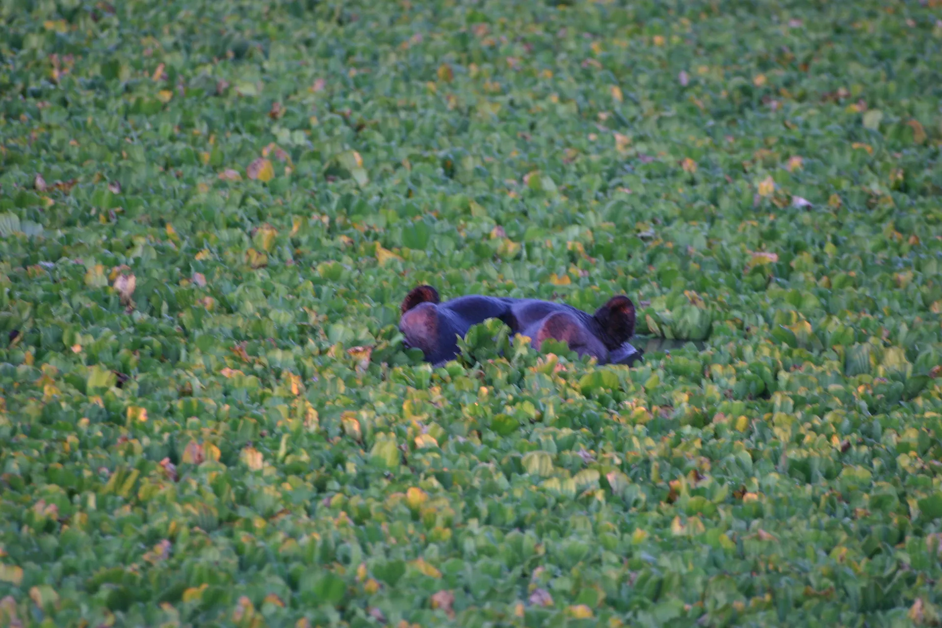 Nijlpaard in het groen [South Luangwa]