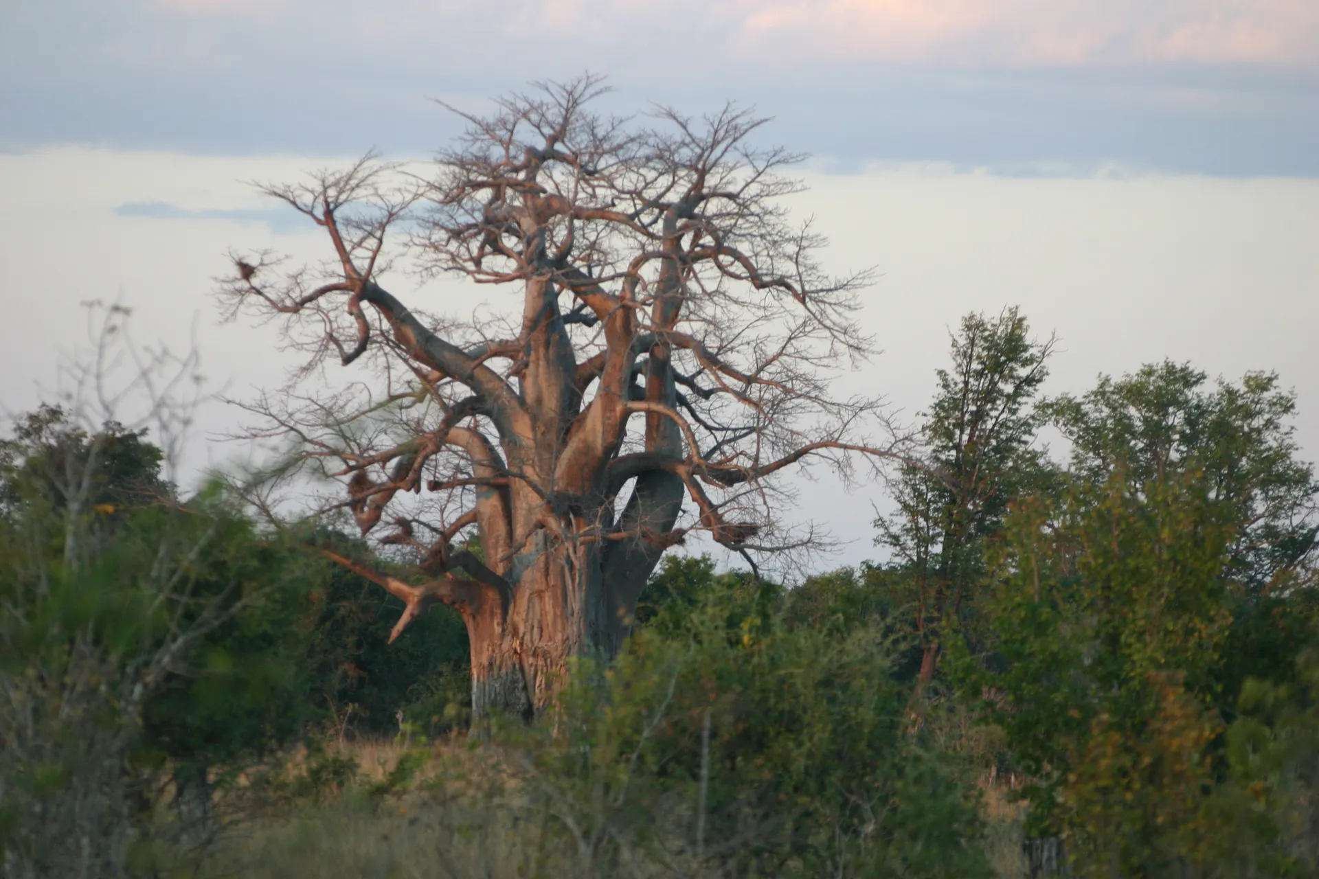 Baobab in het laatste daglicht [South Luangwa]
