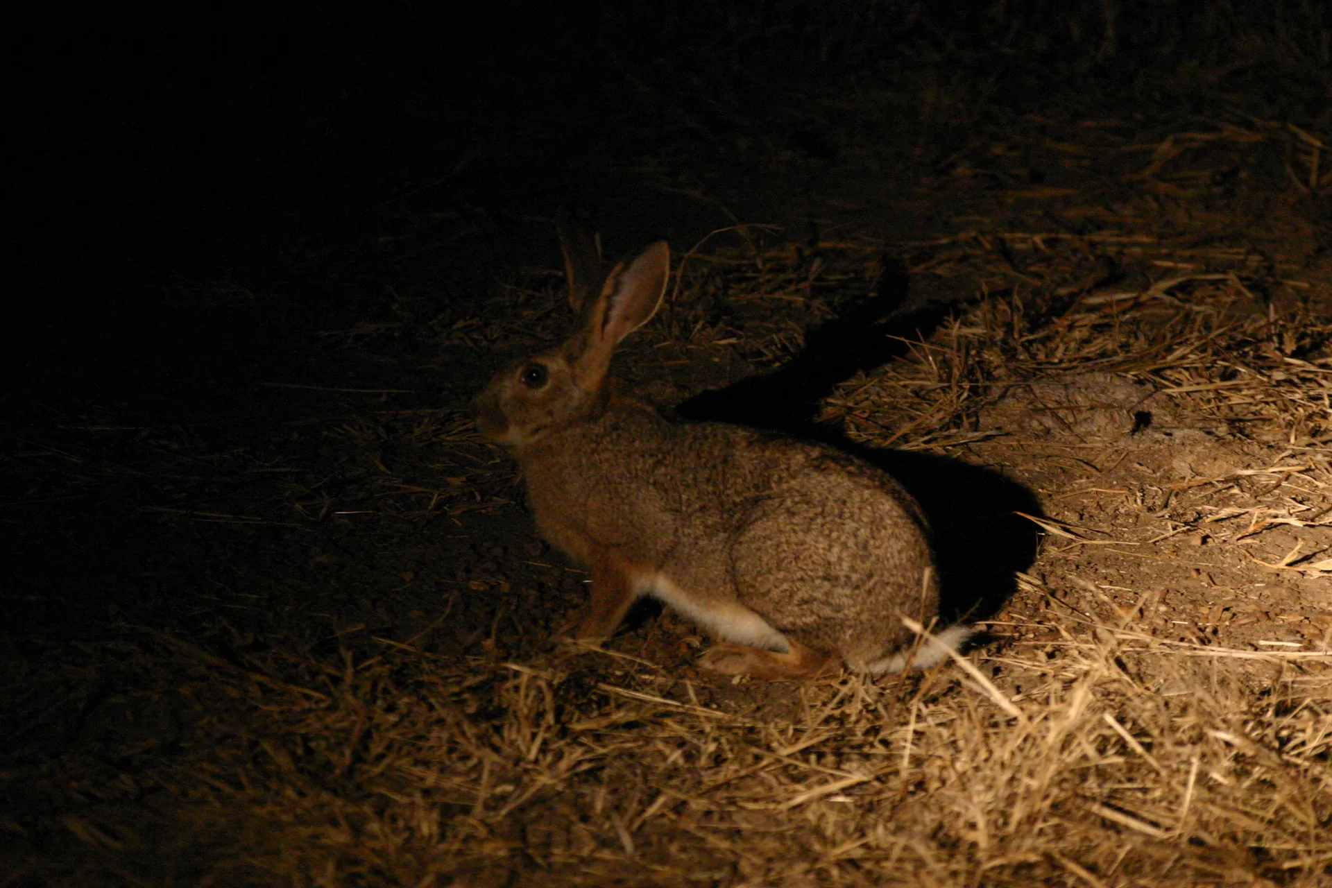 Haas, gespot in het schijnwerperlicht bij een <i>night drive</i> [South Luangwa]