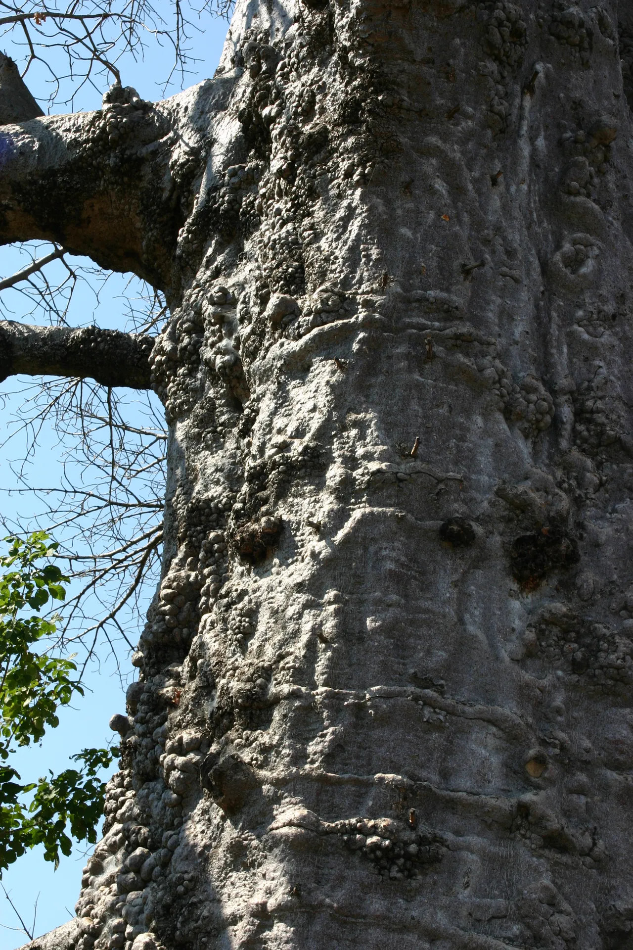 In de bast van de baobab ziet men nog de gezichten van de heksen terug [nabij Katondwe]