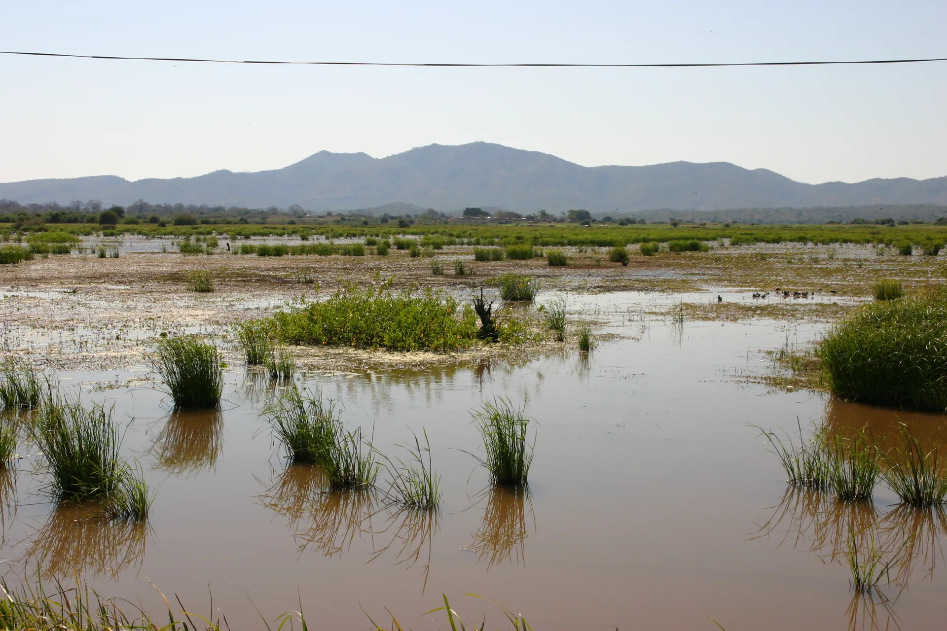 Weelderig begroeide <i>wetlands</i> langs de oever van de Luangwa-rivier [nabij Luangwa Boma]