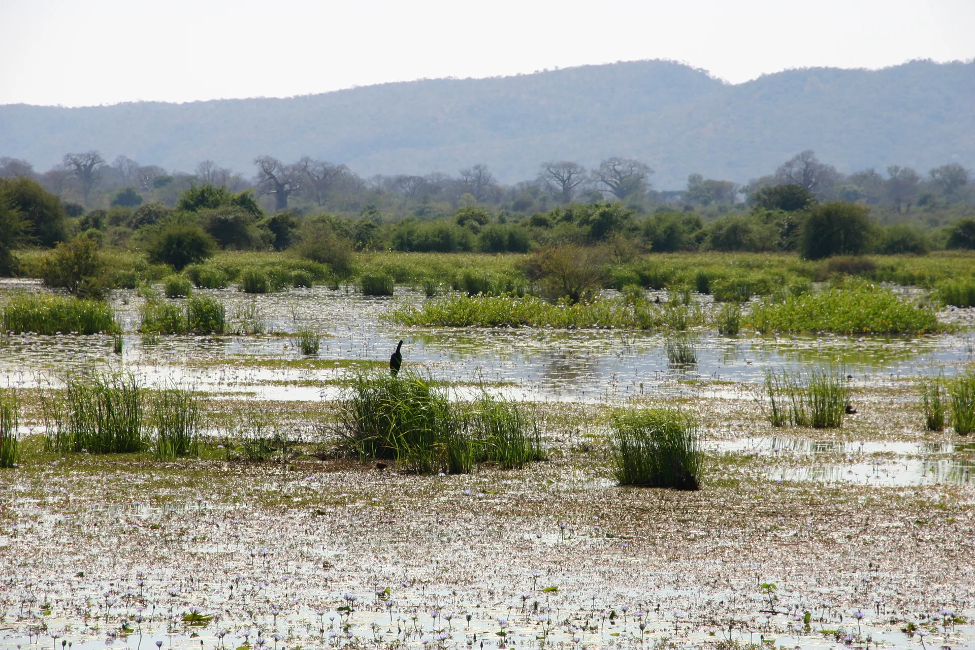 Voor vogels en vissen vormen deze <i>wetlands</i> een aantrekkelijke biotoop [nabij Luangwa Boma]