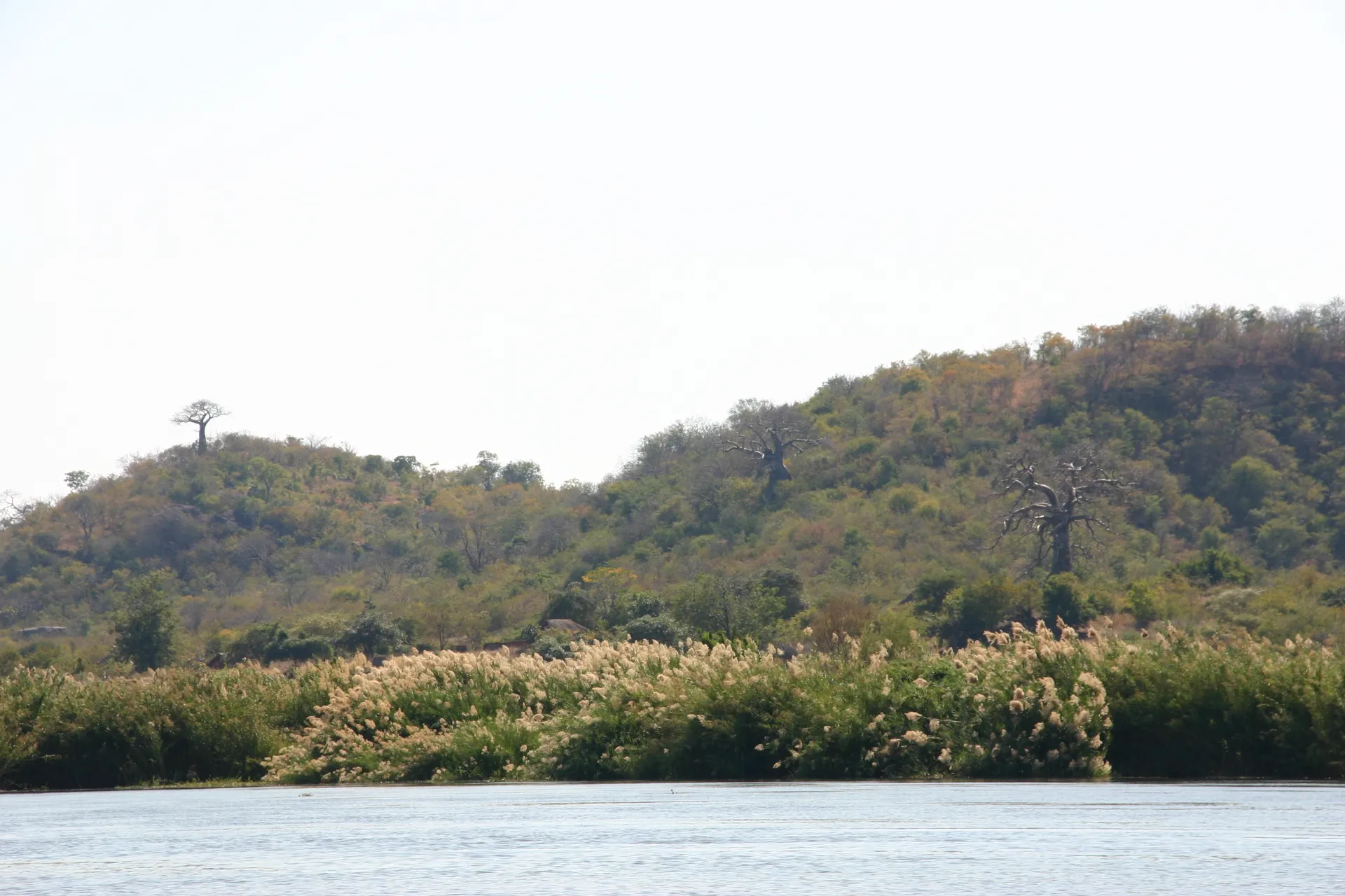 Rietpluimen en kale baobab´s markeren onderweg de oever van de Zambezi [Lower Zambezi]