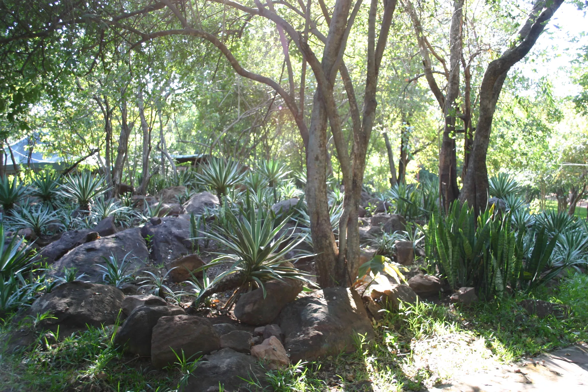 Weelderige tuin op het terrein van de Redcliff Lodge [Lower Zambezi]