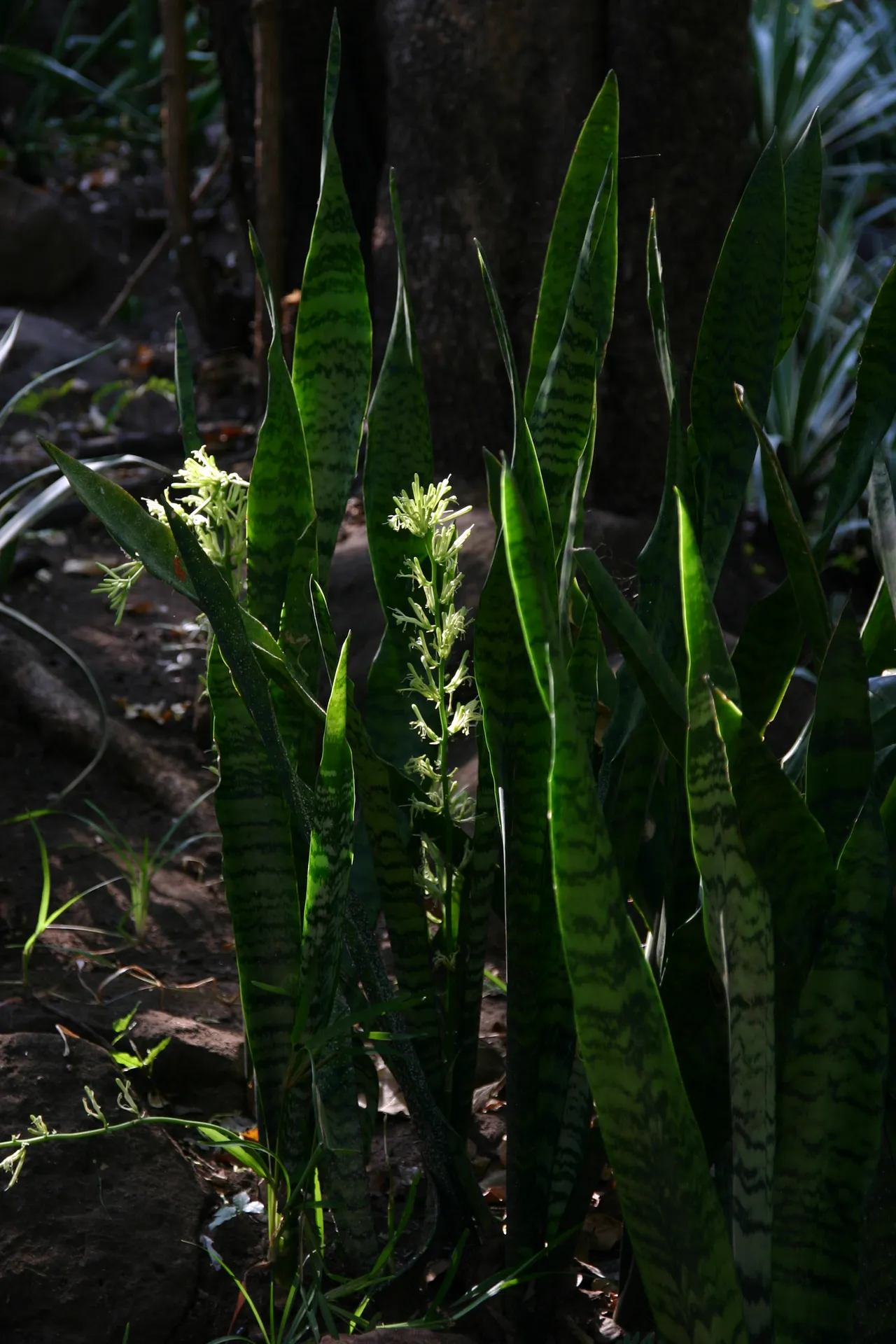 Deze sansevieria kennen wij thuis als kamerplant [Lower Zambezi]