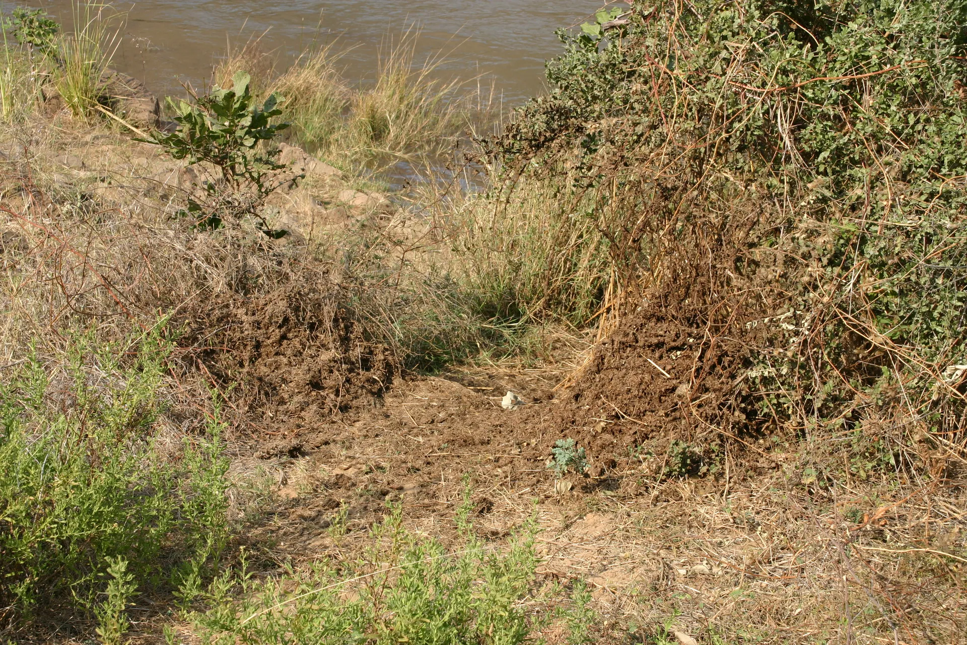 Rondgestrooide mest, hiermee bakent het dominante mannetjes-nijlpaard het territorium af [Lower Zambezi]