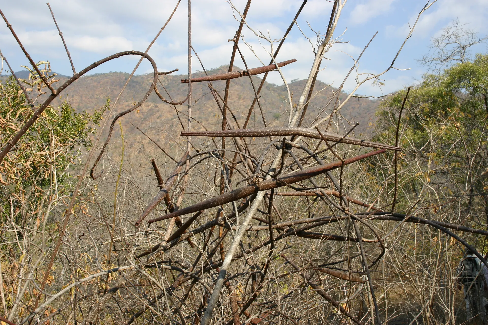Bijzondere vruchten? [Lower Zambezi]
