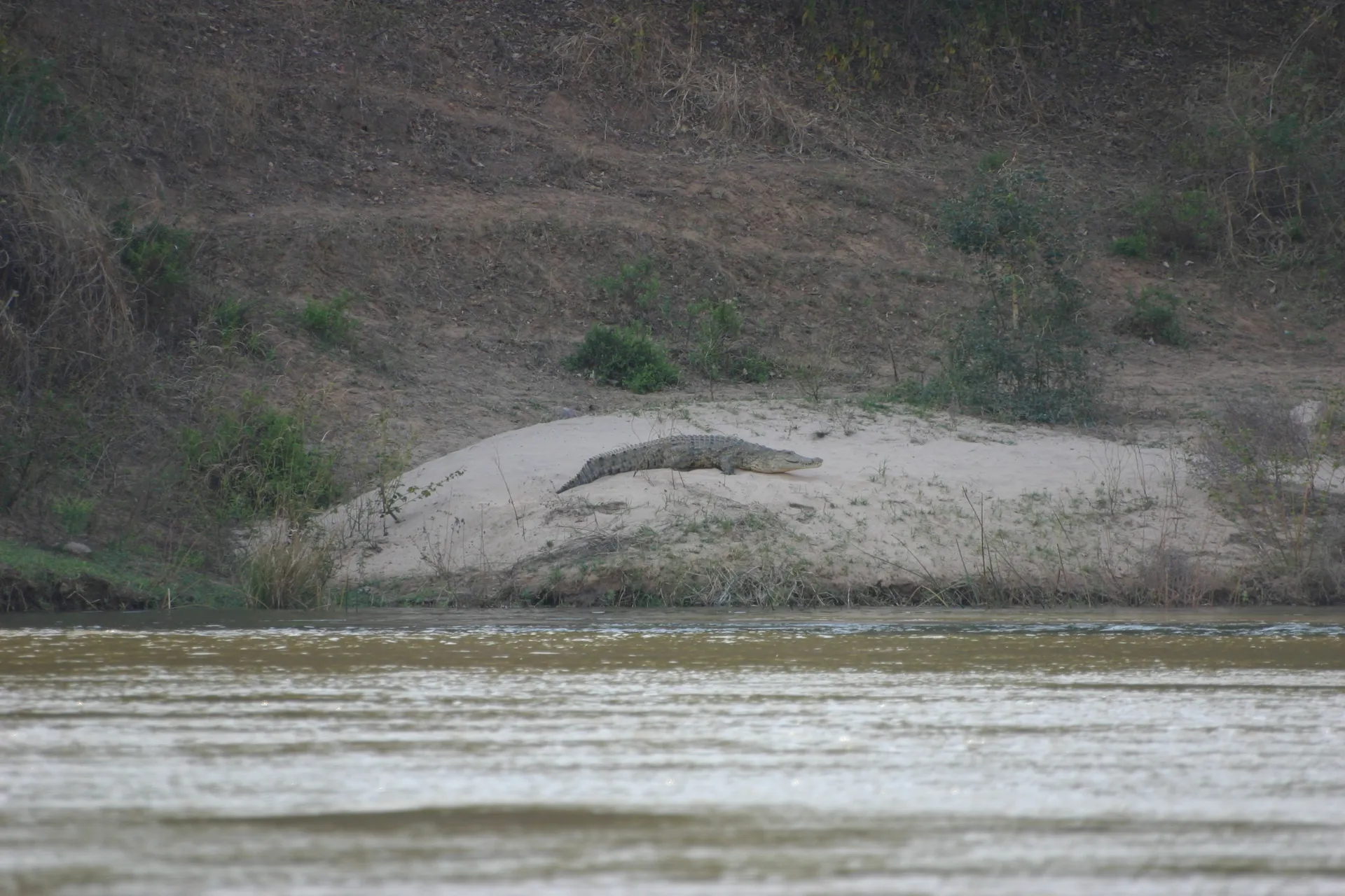 Krokodil op een zandbankje langs de Zambezi [Lower Zambezi]