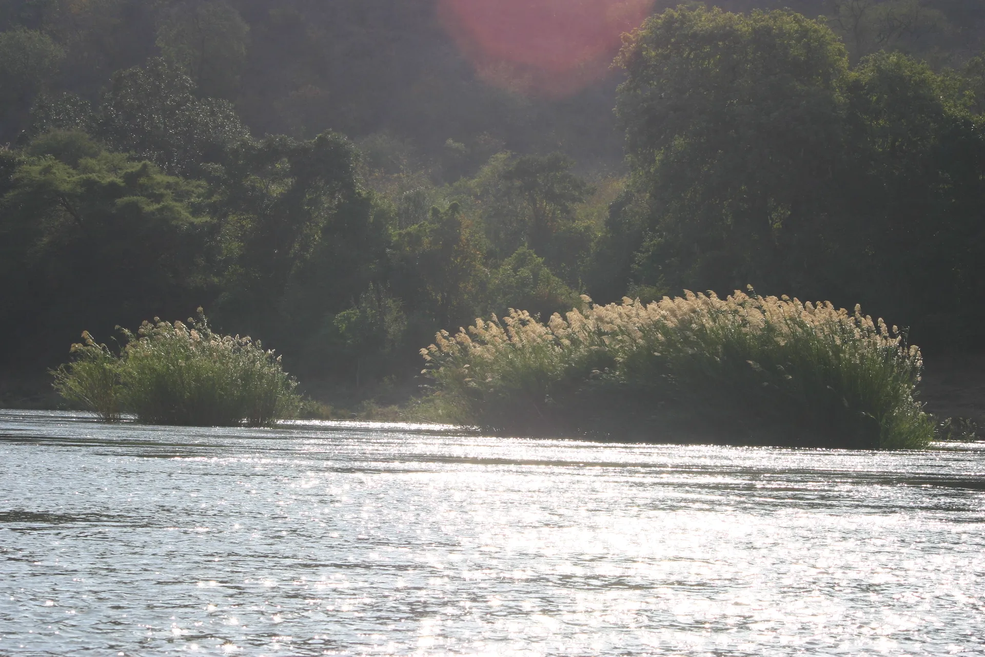 Rietpluimen langs de oever van de Zambezi [Lower Zambezi]