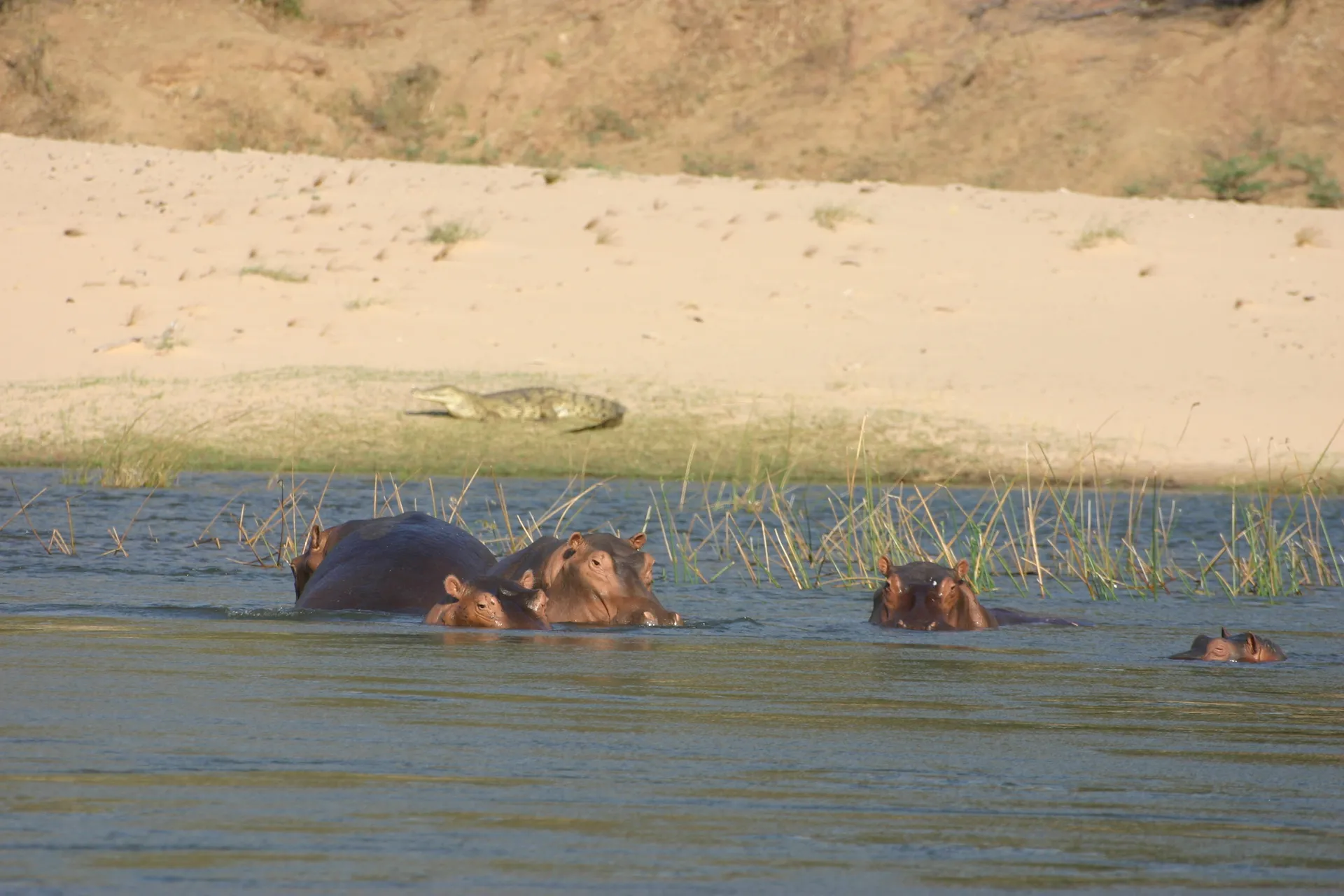Ook langs de oever van de Zambezi zitten nijlpaarden, hier in gezelschap van een krokodil [Lower Zambezi]