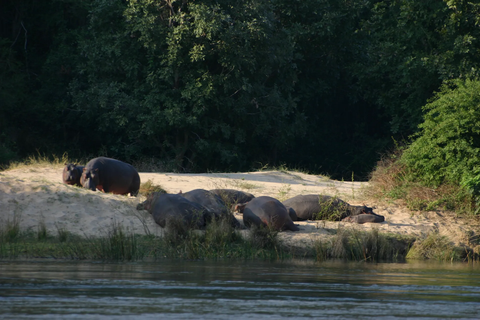 Vanuit ons bootje betrappen wij deze nijlpaarden op een zandbankje langs de Zambezi ... [Lower Zambezi]