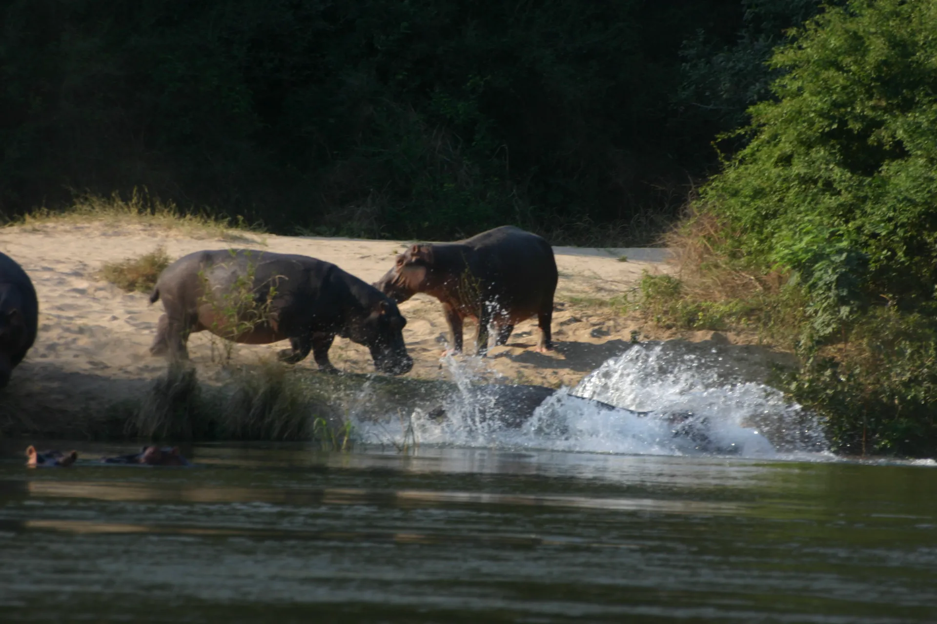 ... waarop ze snel een veilig heenkomen zoeken in het water van de rivier [Lower Zambezi]