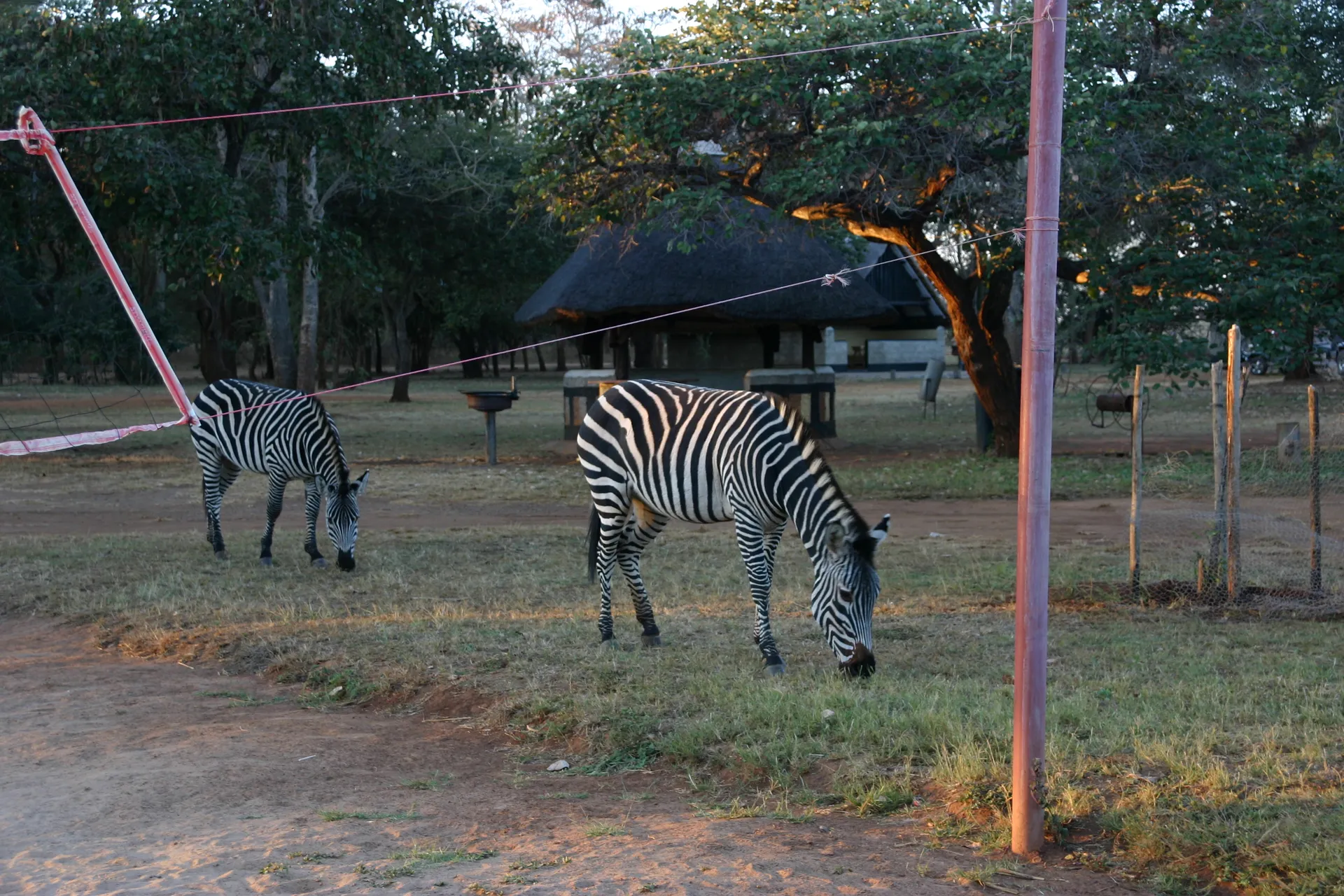 Camp-site bij Lusaka, met zebra´s uit het aangrenzende wildparkje