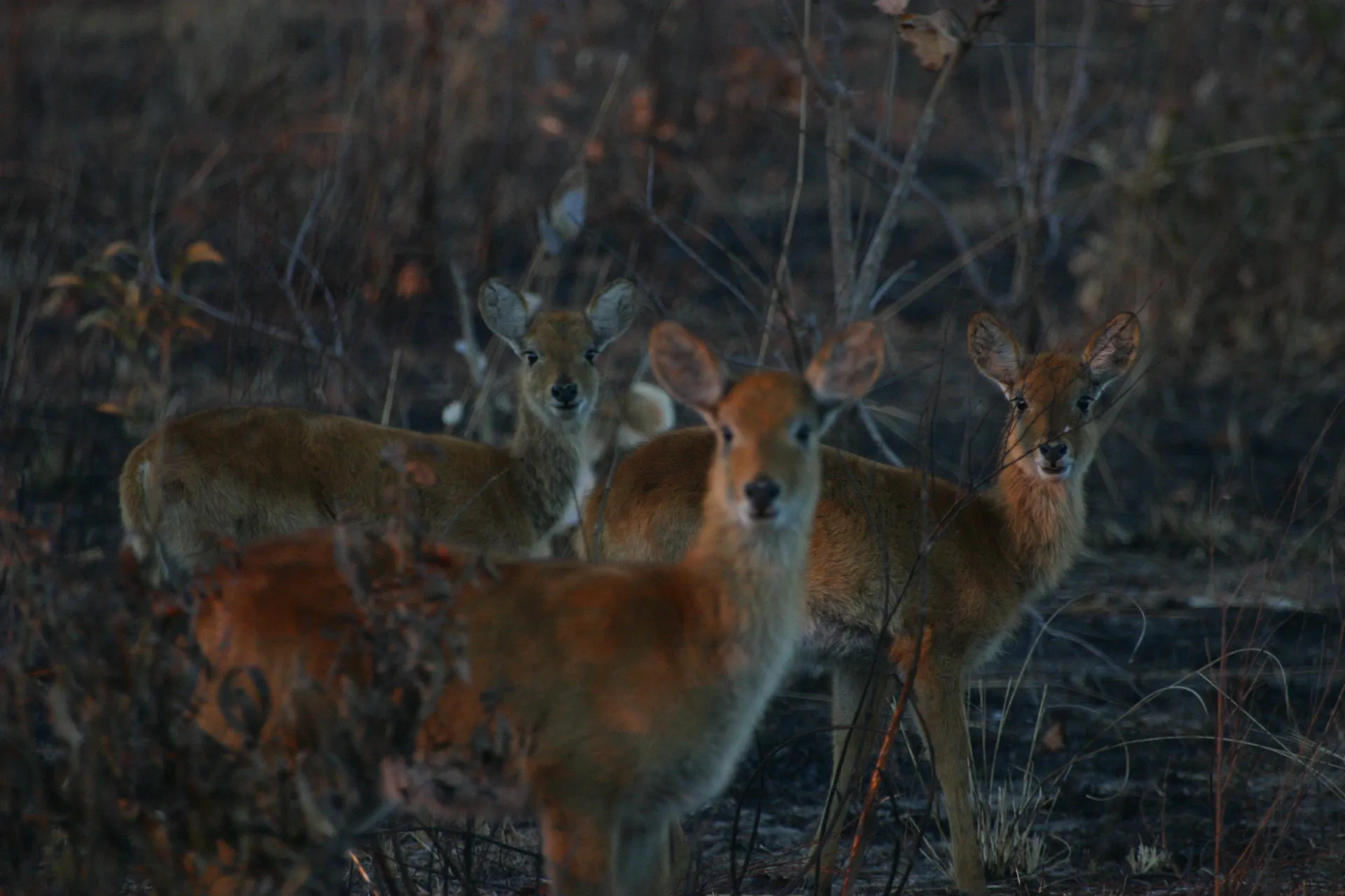 Poekoe\’s in het nog schaarse ochtendlicht [Kafue, Zambia]