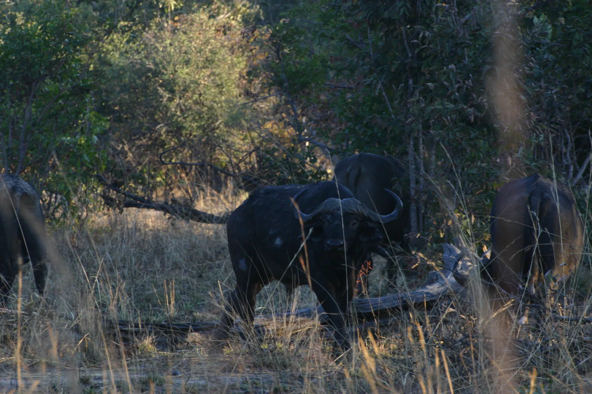 Groepje buffels tussen de bomen [Kafue]