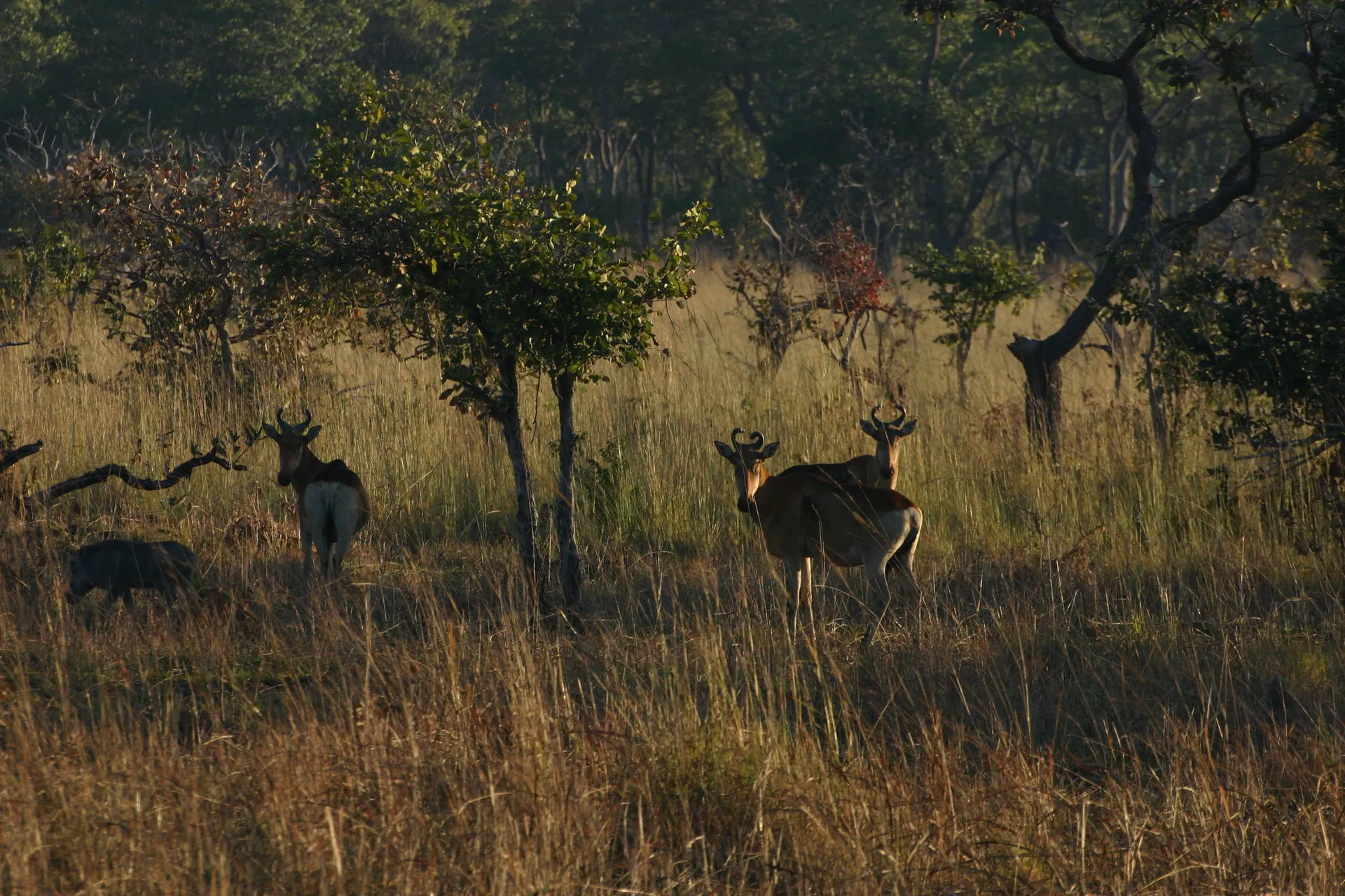 Bij het hartebeest hebben zowel bokken als hindes korte gedraaide horens [Kafue]
