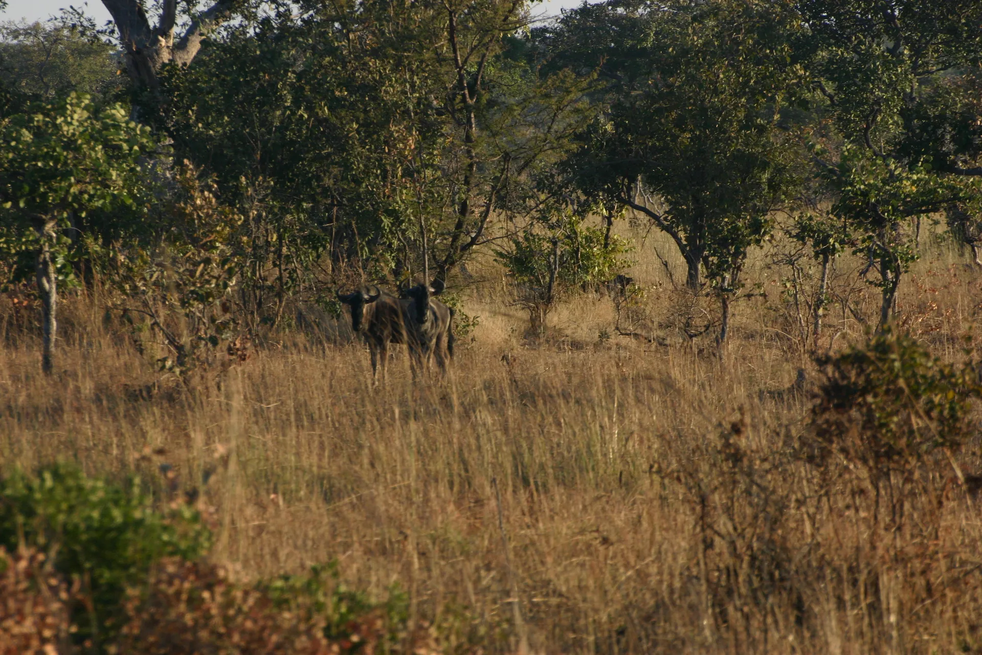 Een paar gnoes in het bos [Kafue]
