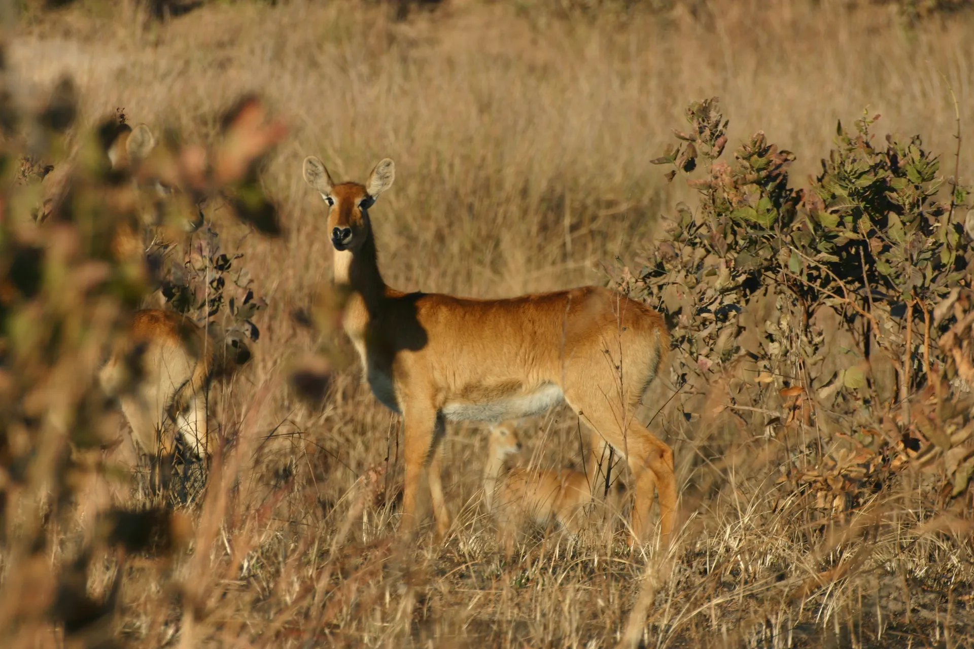 Dit poekoe-vrouwtje volgt ons zeer oplettend [Kafue]
