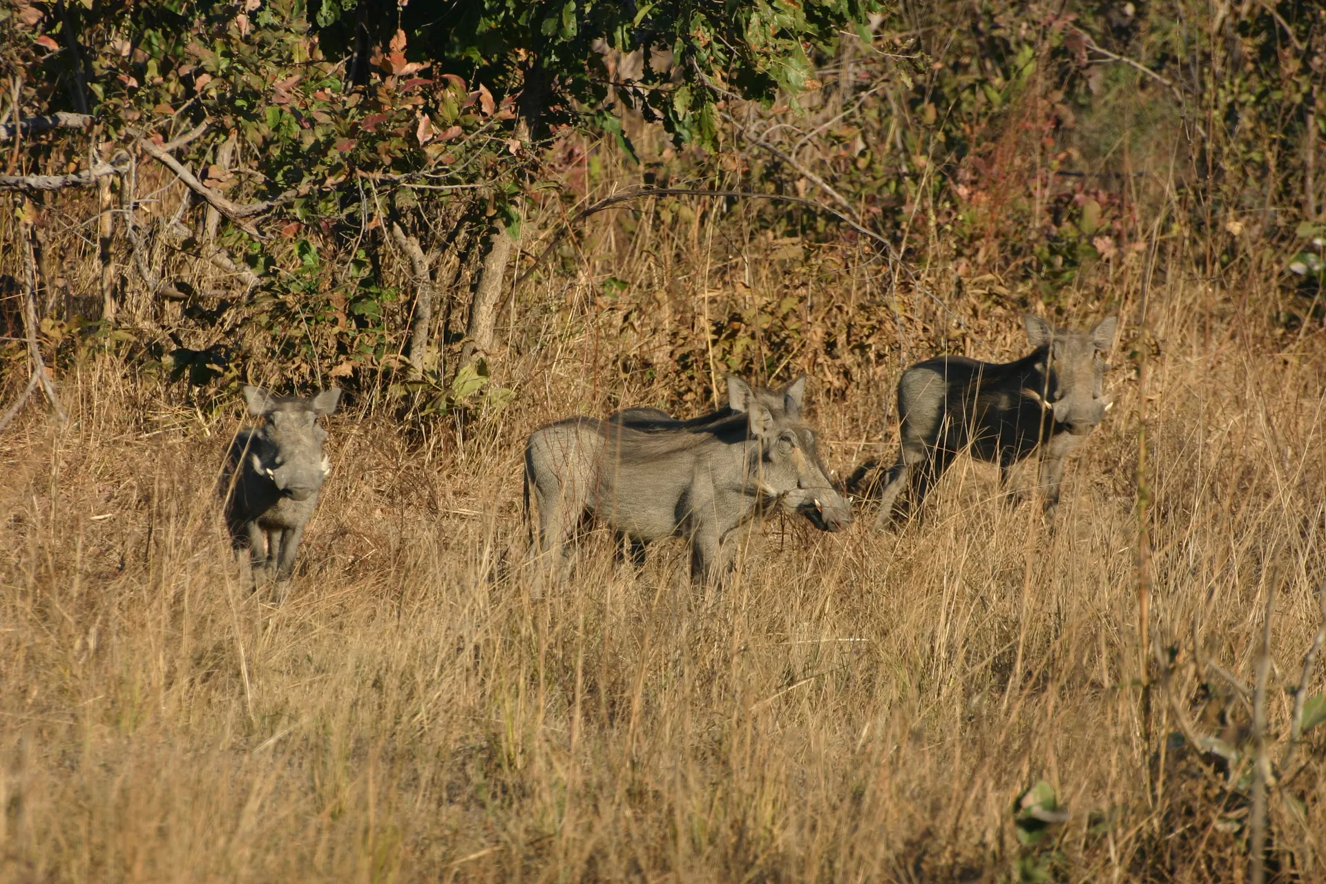Groepje wrattenzwijnen in het bos van Kafue