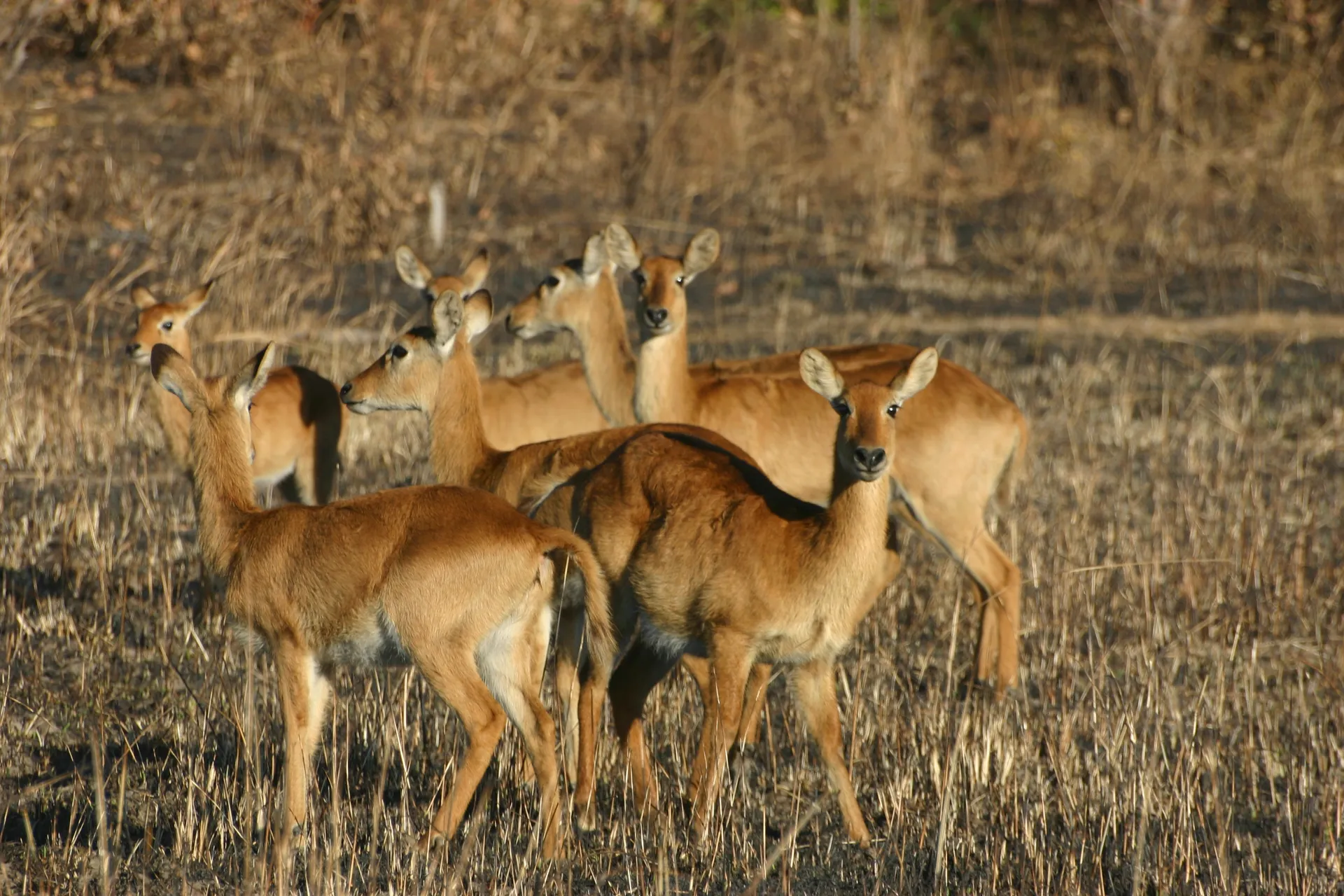 Waakzaam kijken deze poekoe-hindes alle kanten uit [Kafue, Zambia]