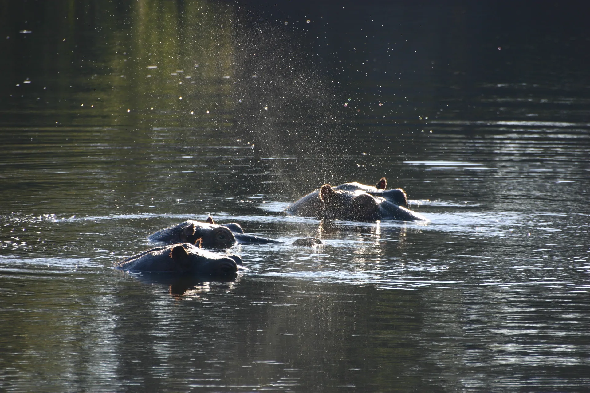 Proestend komen deze nijlpaarden boven water om adem te halen [Kafue]
