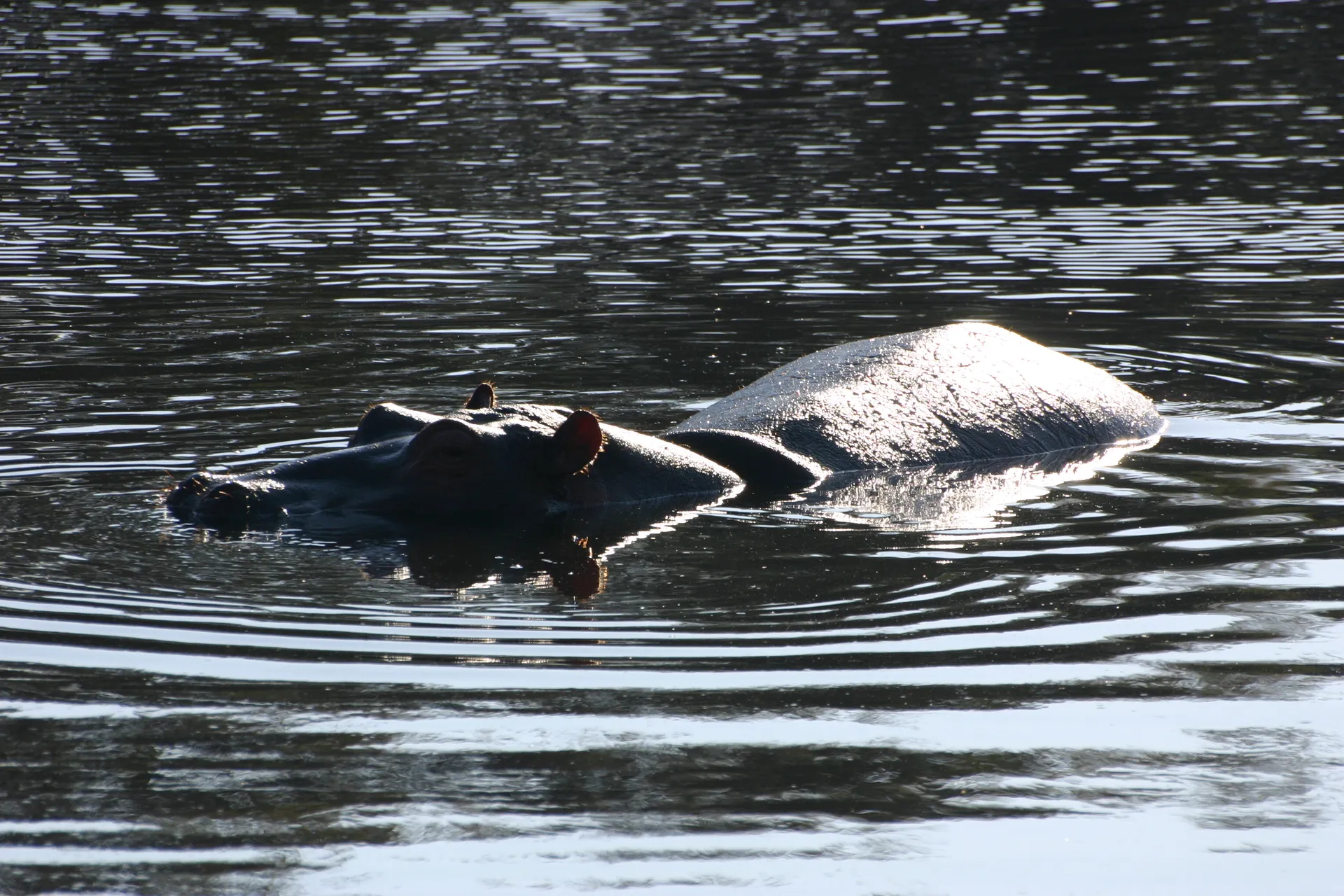 Een groot dik lijf in een waterpoeltje [Kafue]