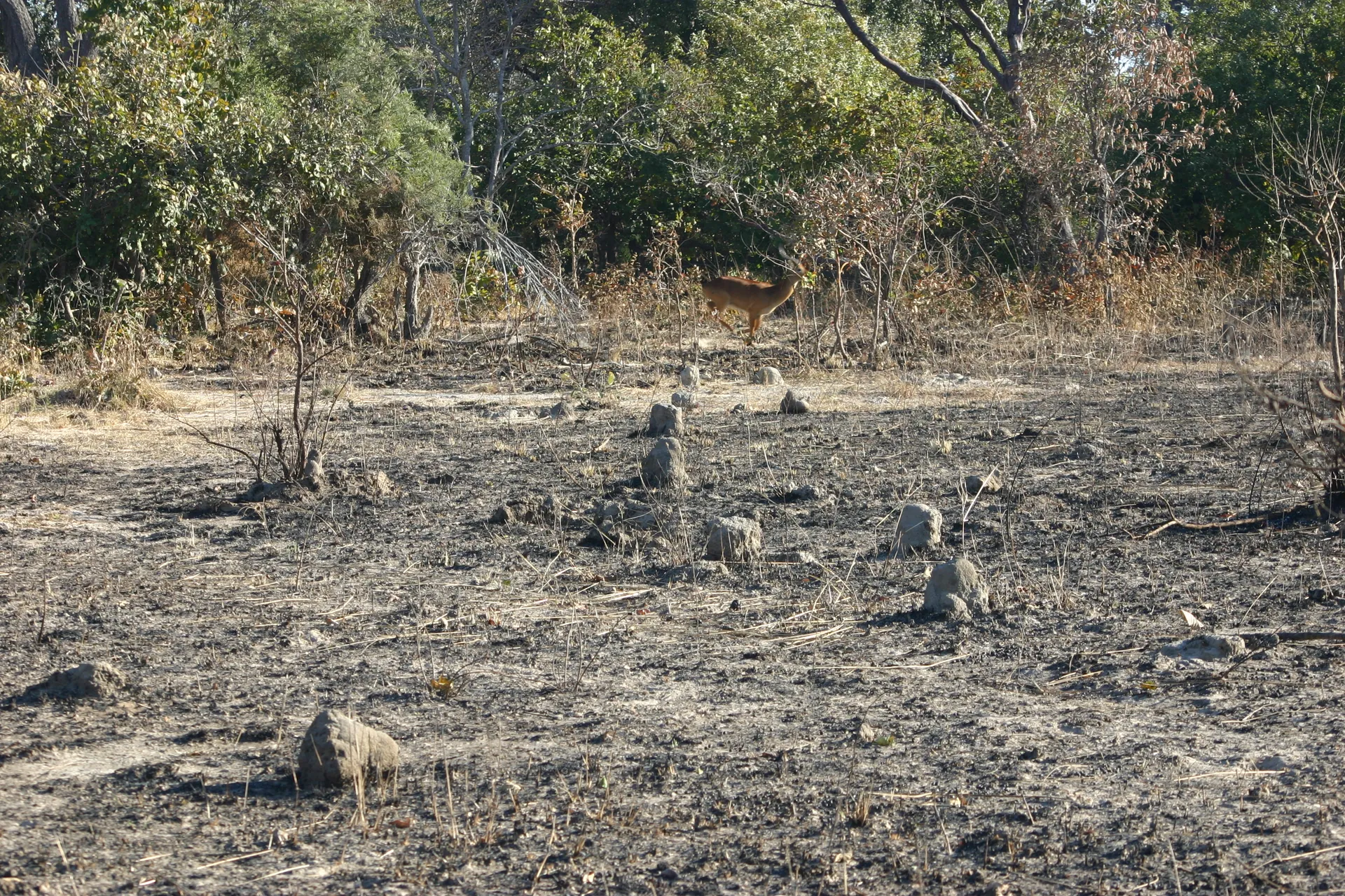 De kleine termietenheuvels in het landschap zijn de schoorstenen van grote ondergrondse nesten [Kafue]
