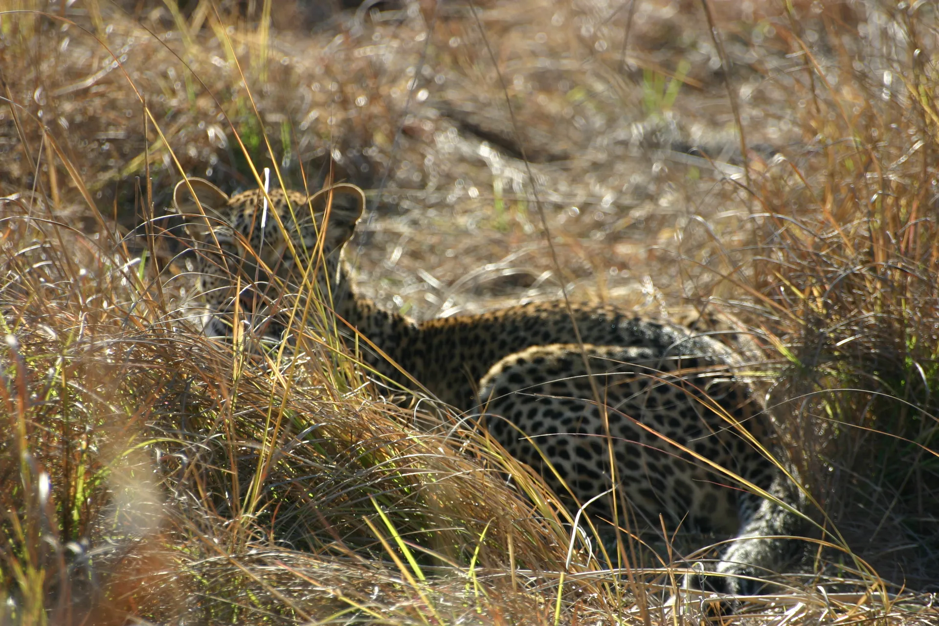 Weggedrukt in het hoge gras ziet het luipaard dat de dekking toch niet voldoende is ... [Kafue]
