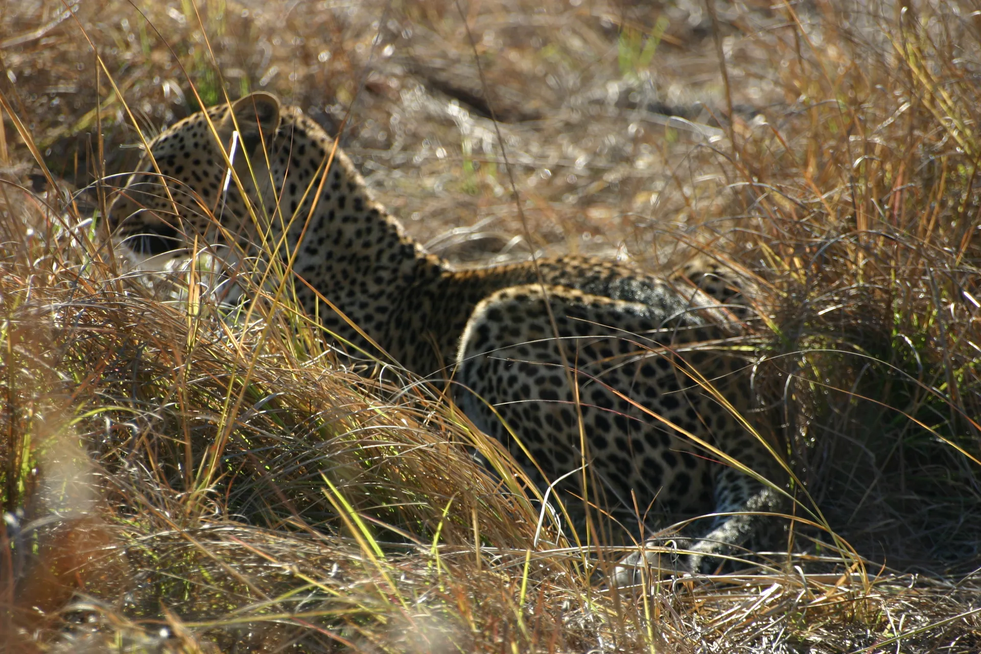 ... en besluit voorzichtig van ons weg te sluipen ... [Kafue]